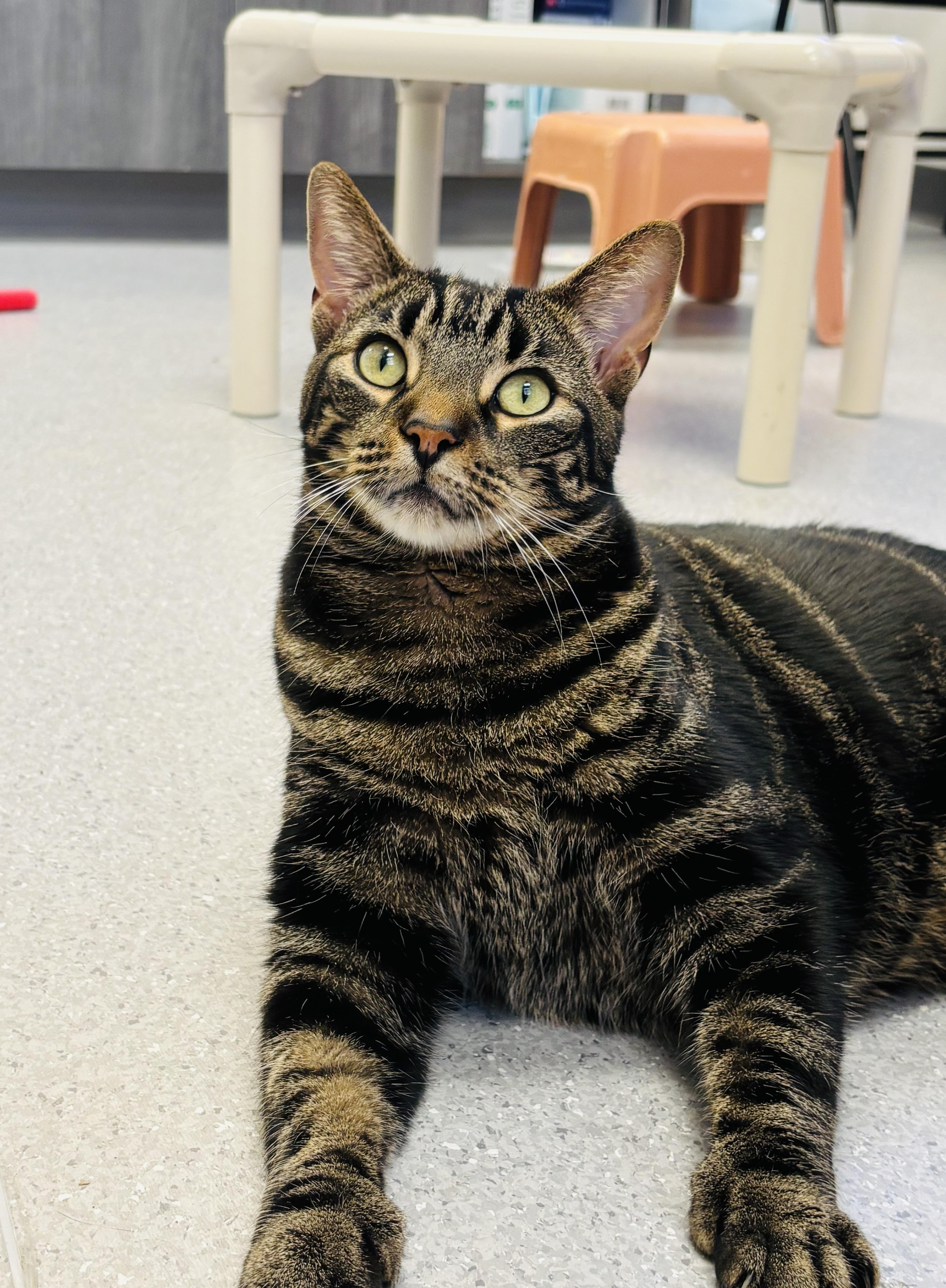Whopper (bonded with Poutine), adopted, Adult Male Domestic Short Hair.