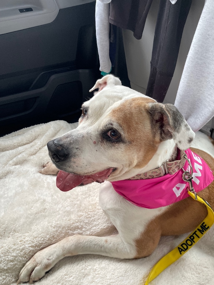 Enlarge Luna, a Adopted American Bulldog in Miami, FL image 1/14