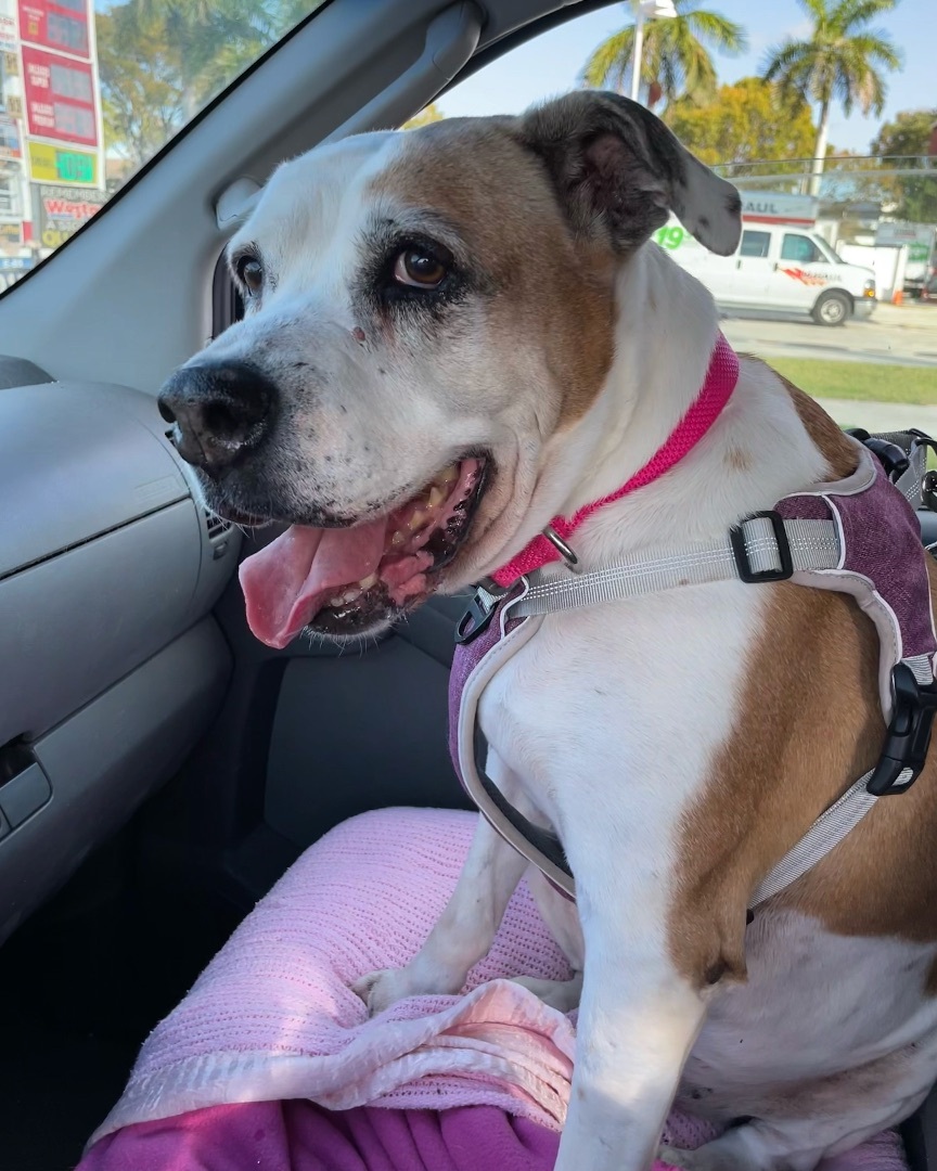 Enlarge Luna, a Adopted American Bulldog in Miami, FL image 2/14