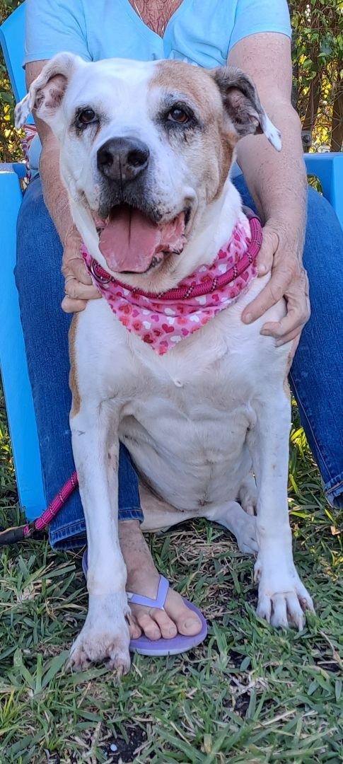 Enlarge Luna, a Adopted American Bulldog in Miami, FL image 3/14