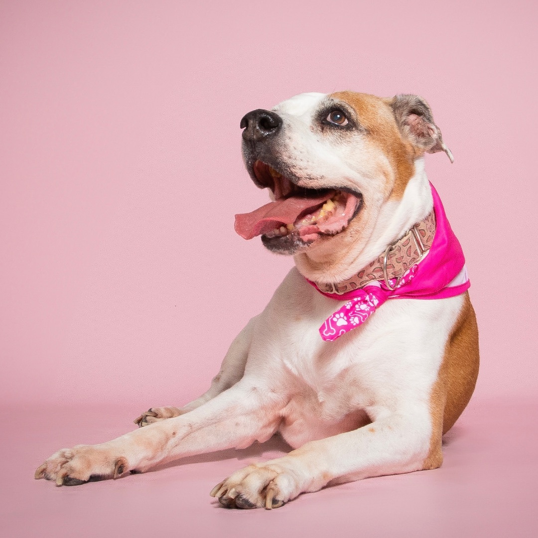 Enlarge Luna, a Adopted American Bulldog in Miami, FL image 4/14