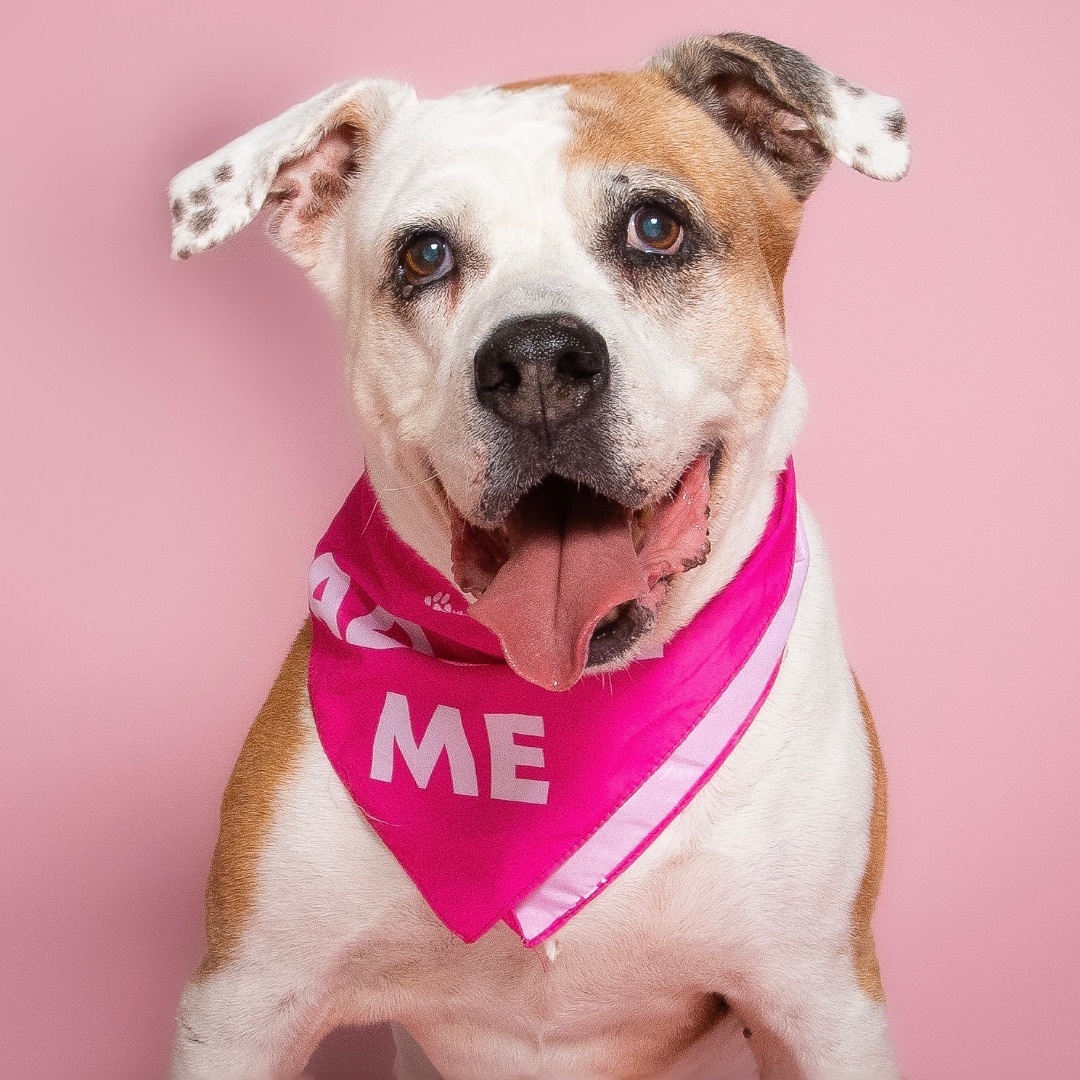 Enlarge Luna, a Adopted American Bulldog in Miami, FL image 5/14