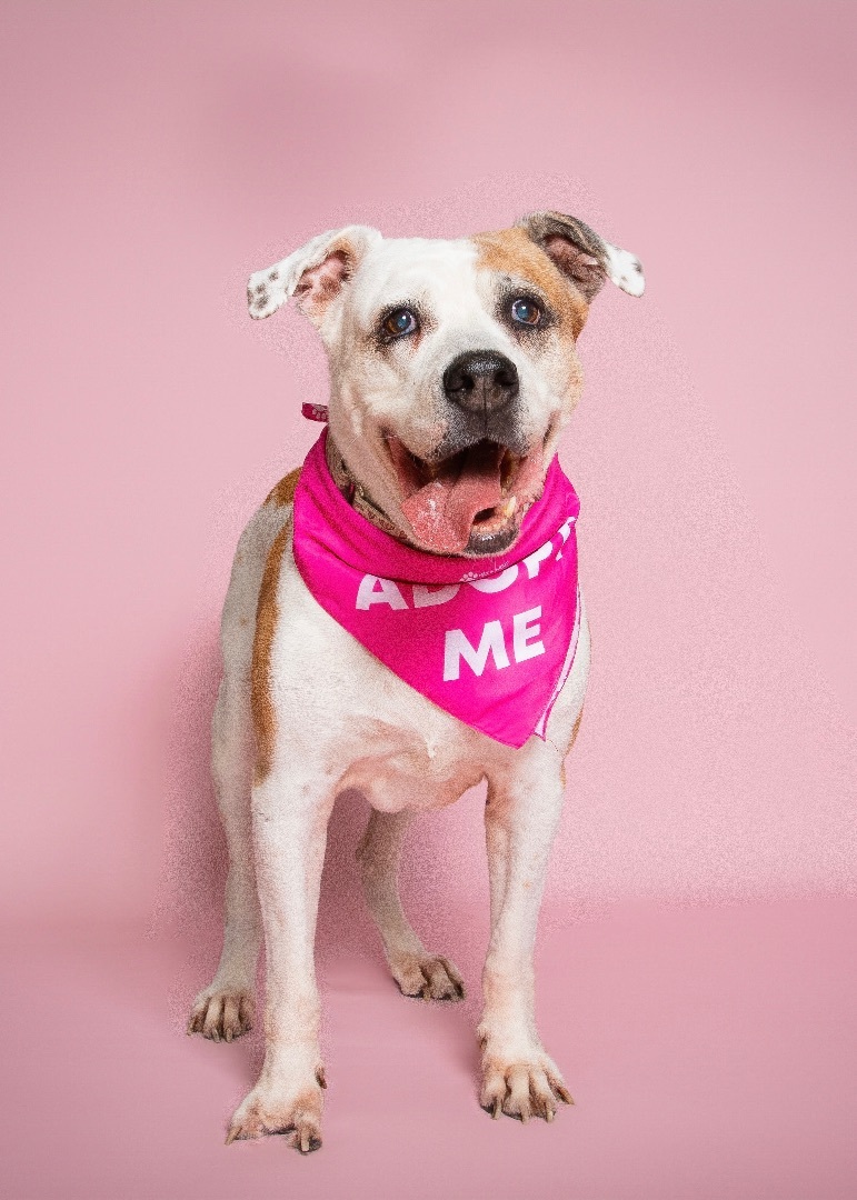 Enlarge Luna, a Adopted American Bulldog in Miami, FL image 6/14