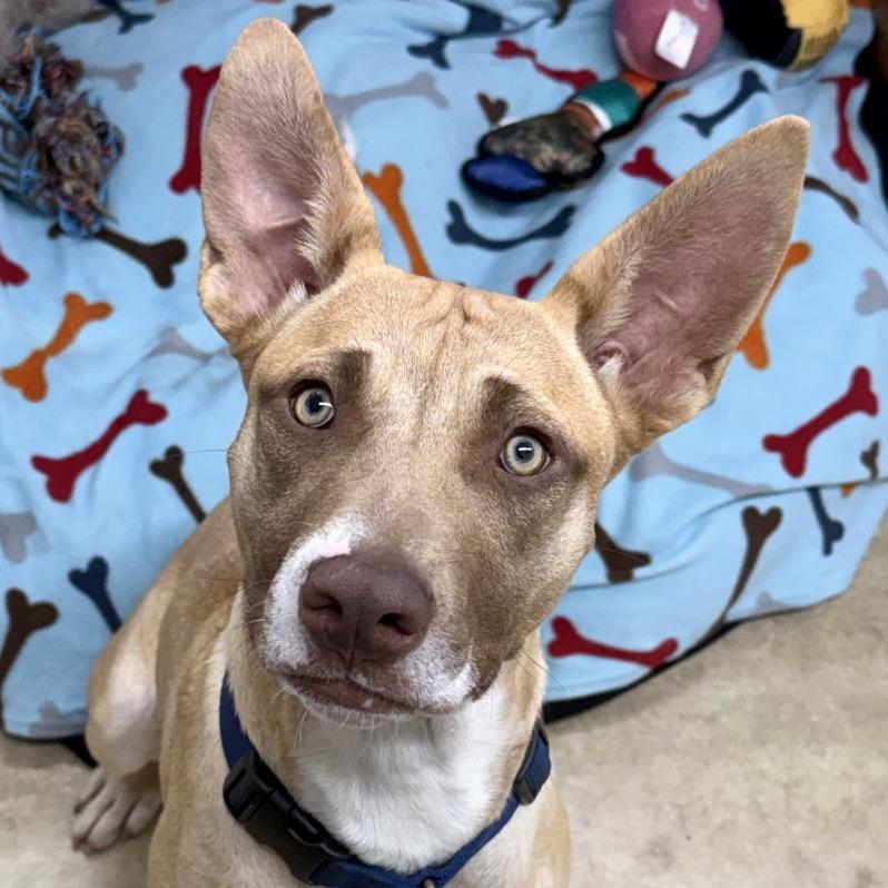 Mango, Adoptable, Young Female Mixed Breed.