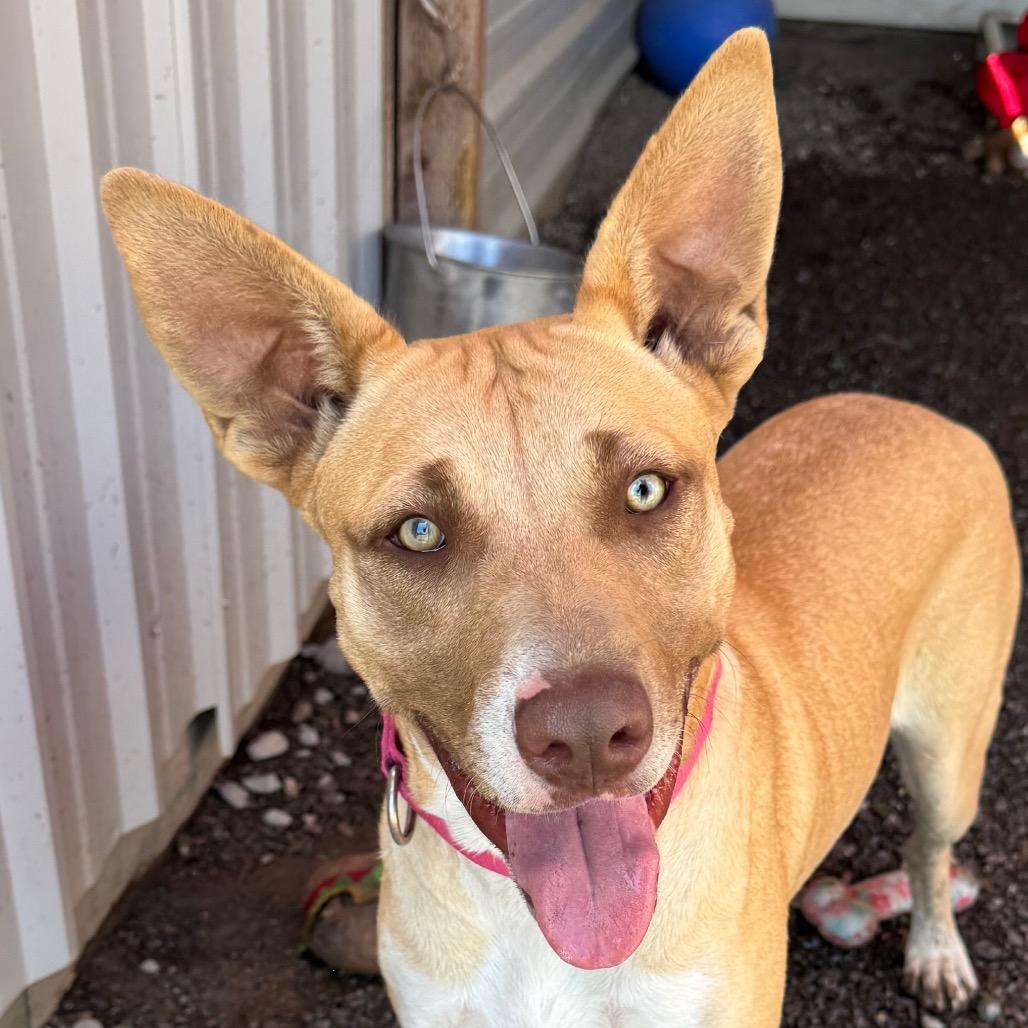 Enlarge Mango, a Adoptable Mixed Breed in Redwood Valley, CA image 2/6