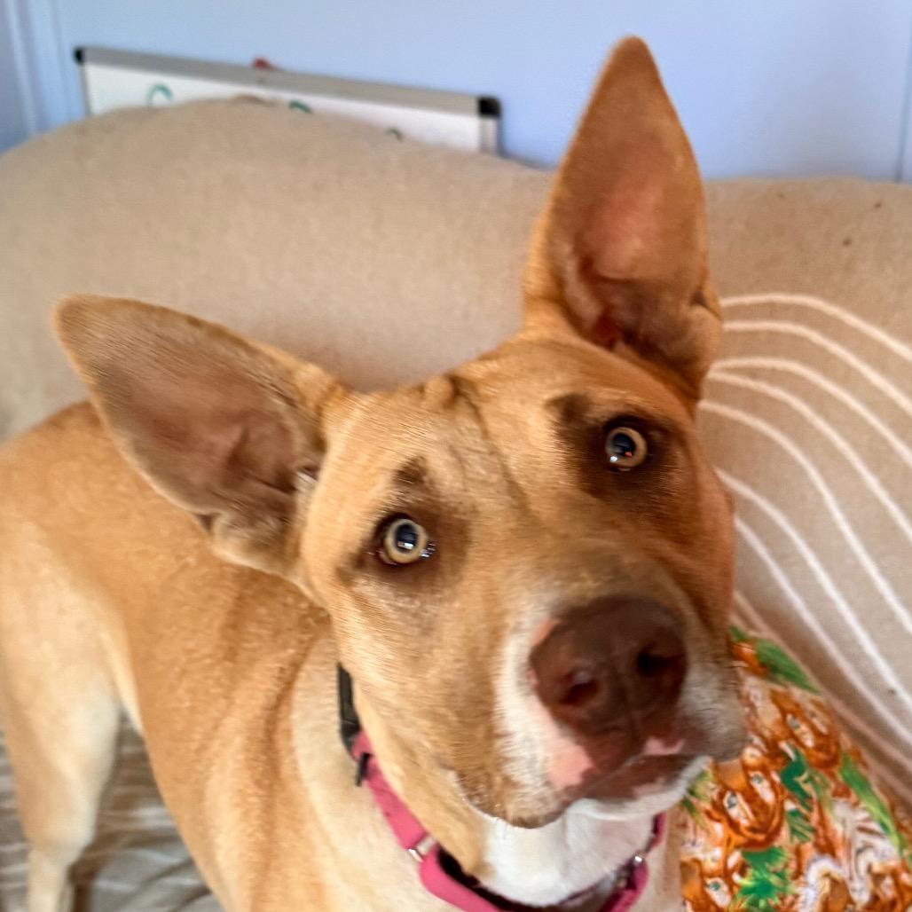 Enlarge Mango, a Adoptable Mixed Breed in Redwood Valley, CA image 2/6