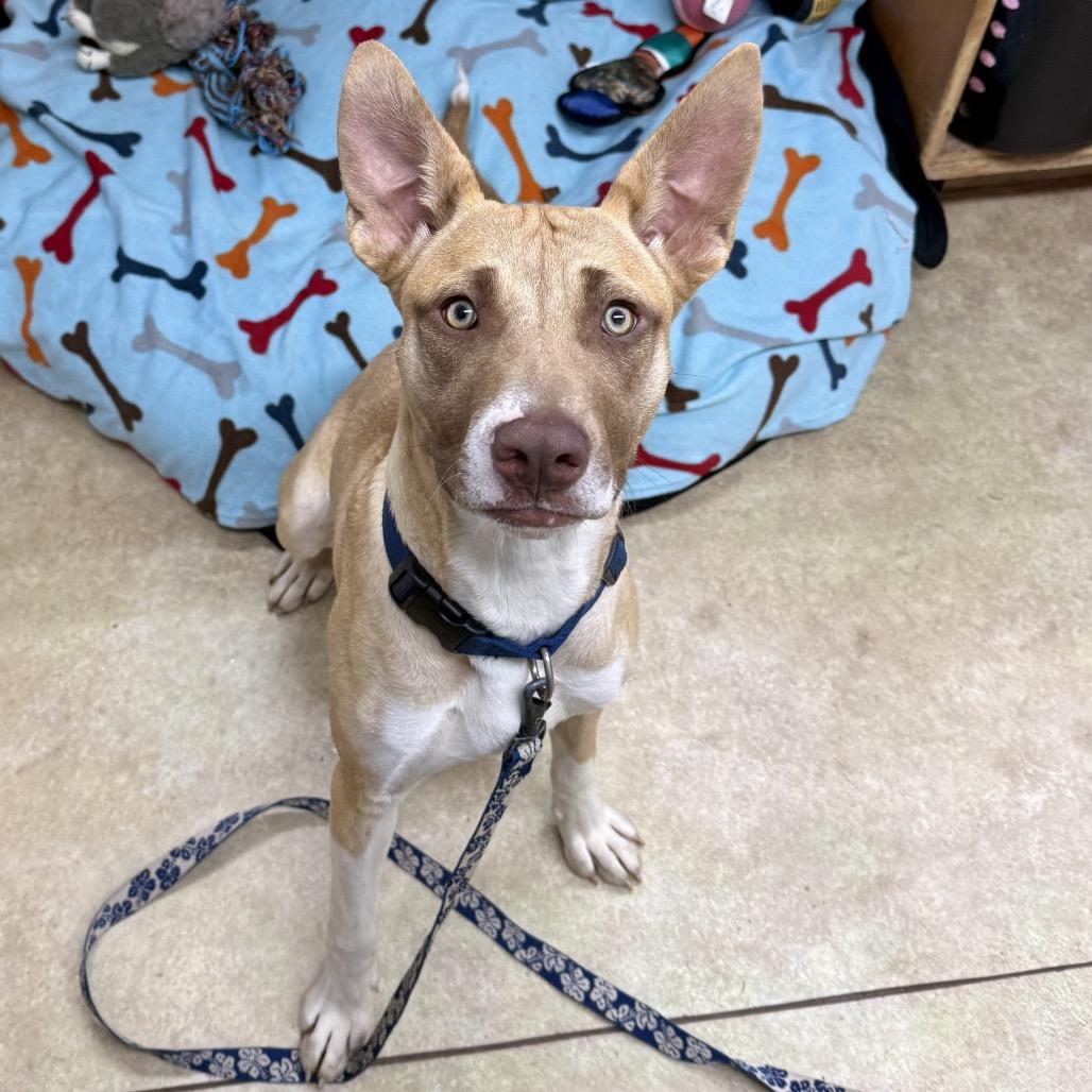 Enlarge Mango, a Adoptable Mixed Breed in Redwood Valley, CA image 3/6