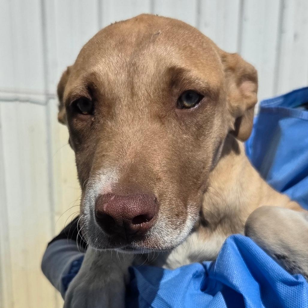 Enlarge Mango, a Adoptable Mixed Breed in Redwood Valley, CA image 4/6