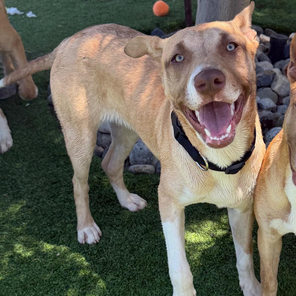 Enlarge Mango, a Adoptable Mixed Breed in Redwood Valley, CA image 5/6