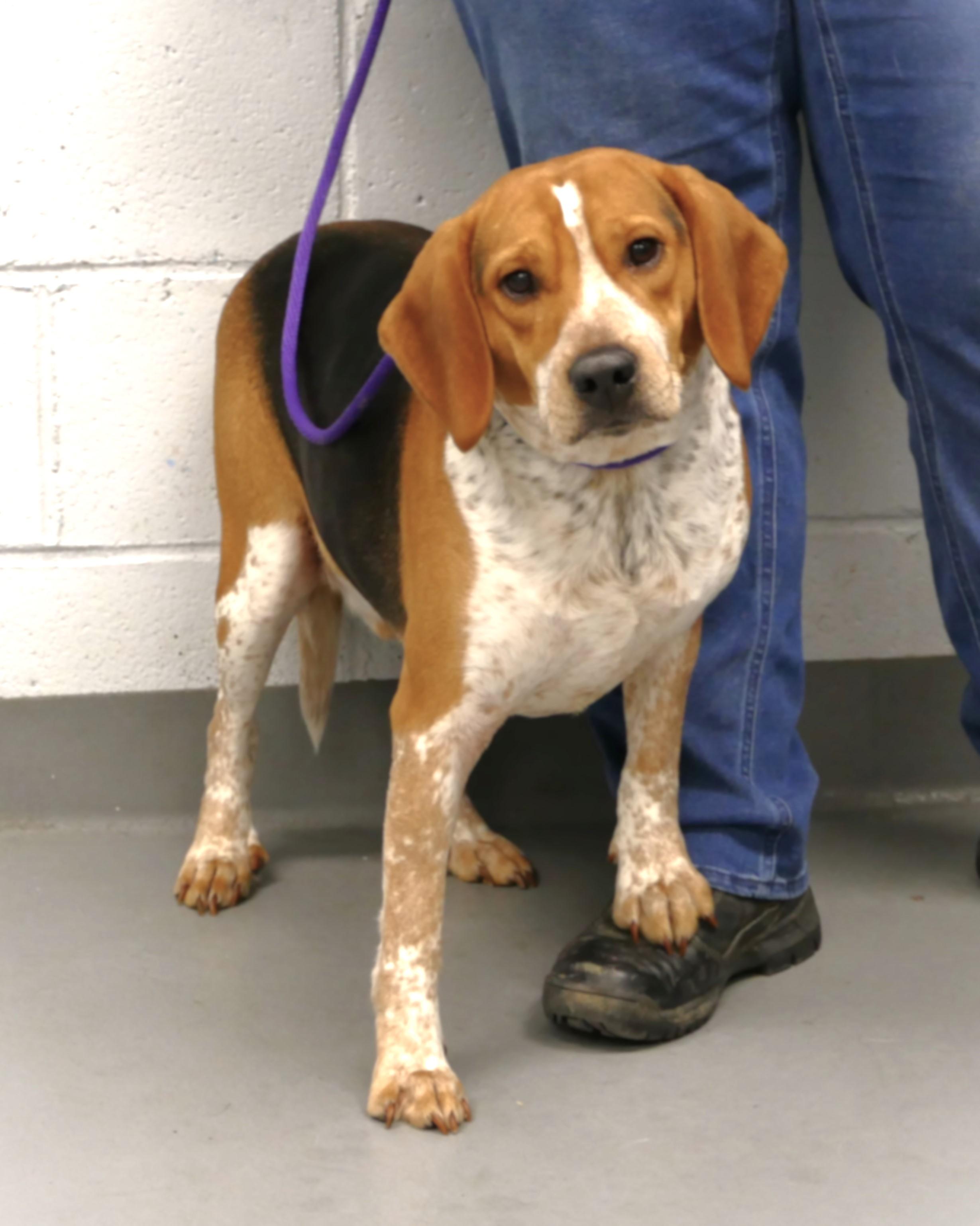 Enlarge TORIN, a ADOPTABLE Beagle in Beechbottom, WV image 3/6