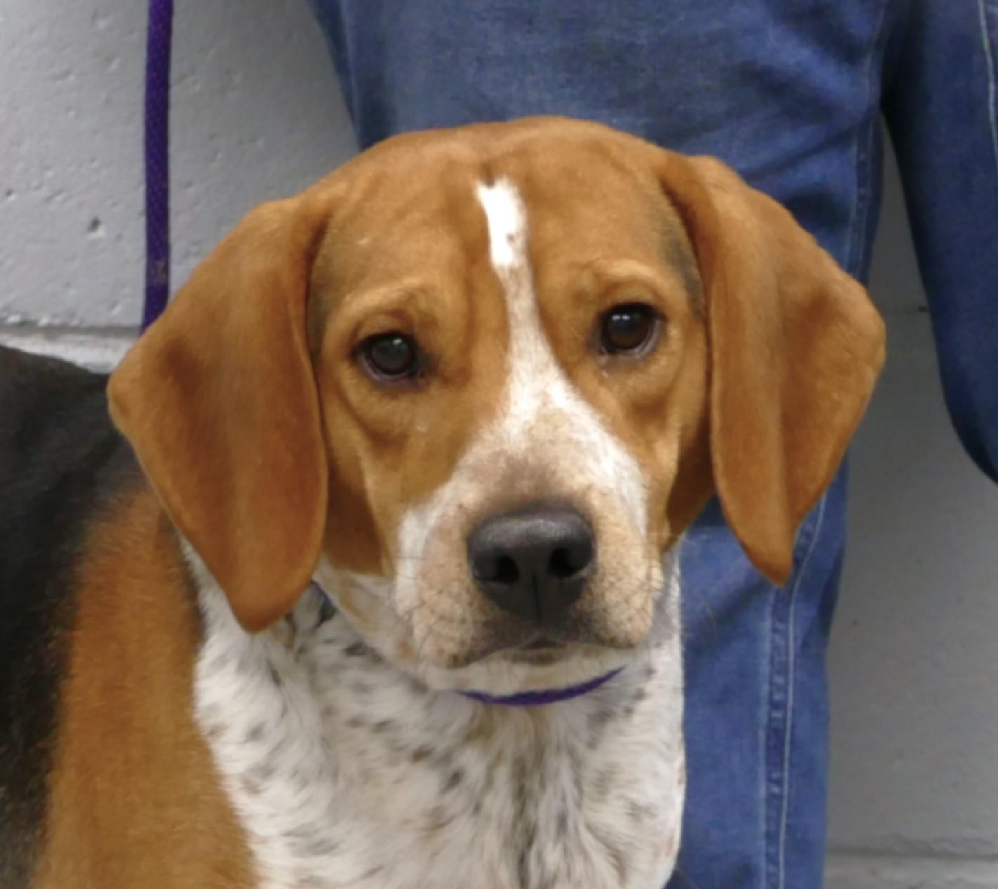 Enlarge TORIN, a ADOPTABLE Beagle in Beechbottom, WV image 1/6