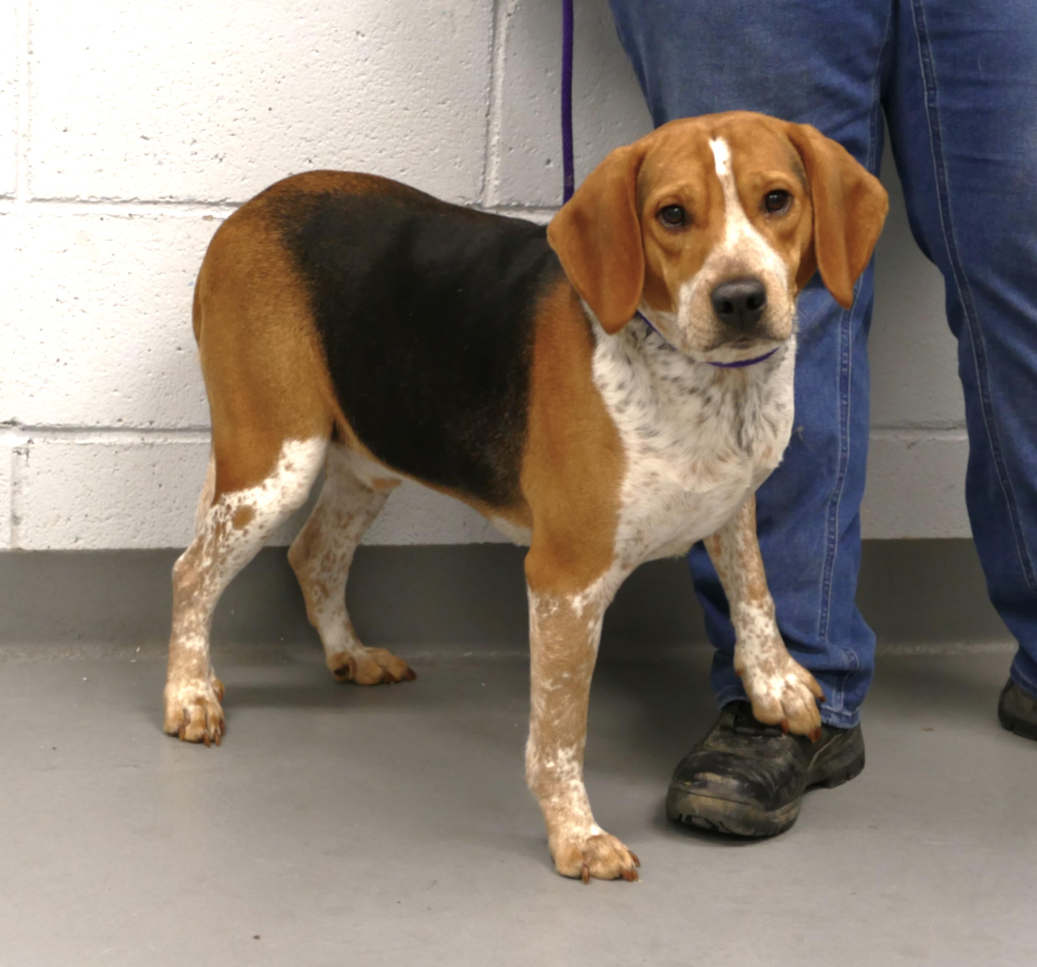 Enlarge TORIN, a ADOPTABLE Beagle in Beechbottom, WV image 6/6