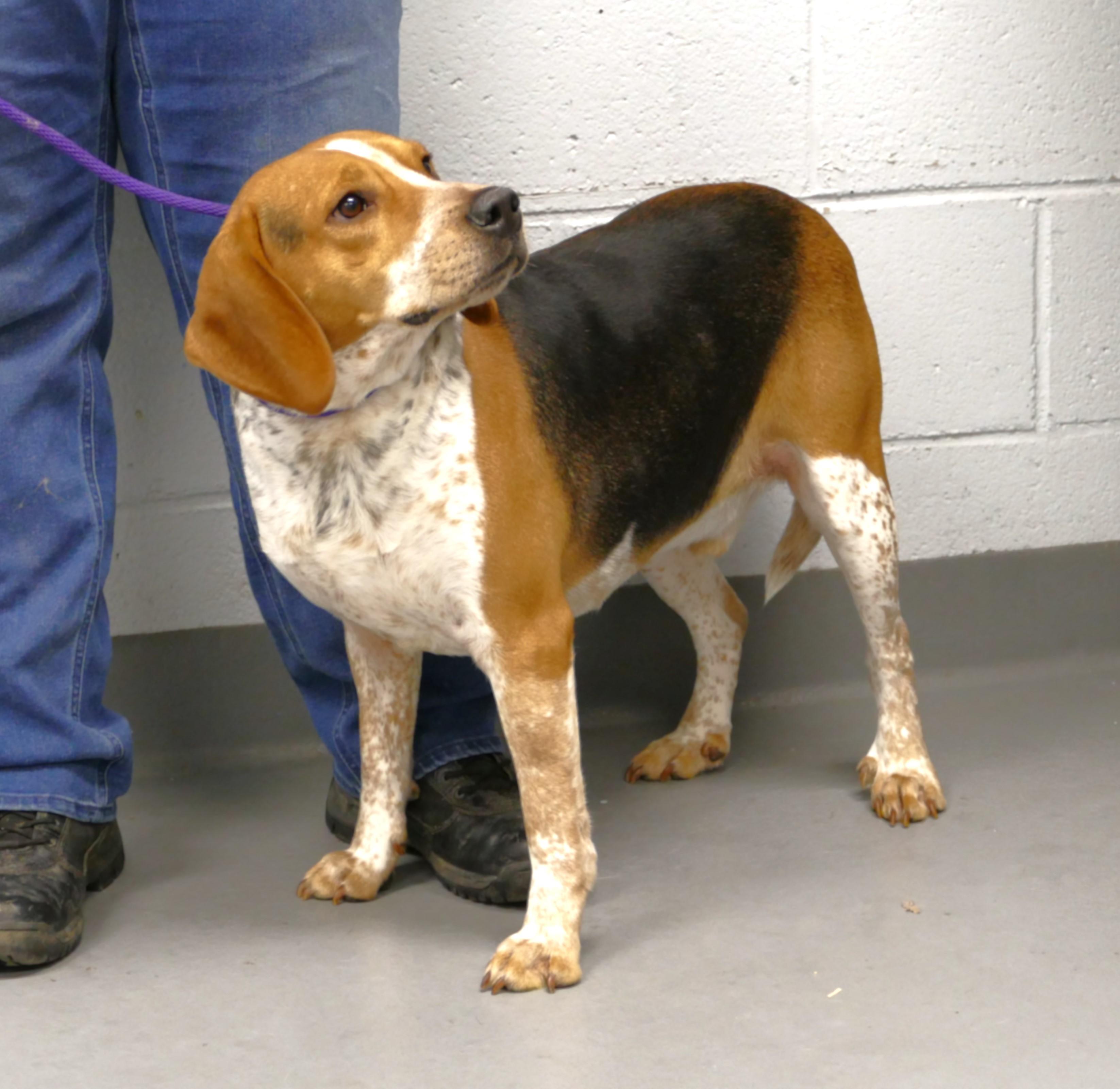 Enlarge TORIN, a ADOPTABLE Beagle in Beechbottom, WV image 5/6