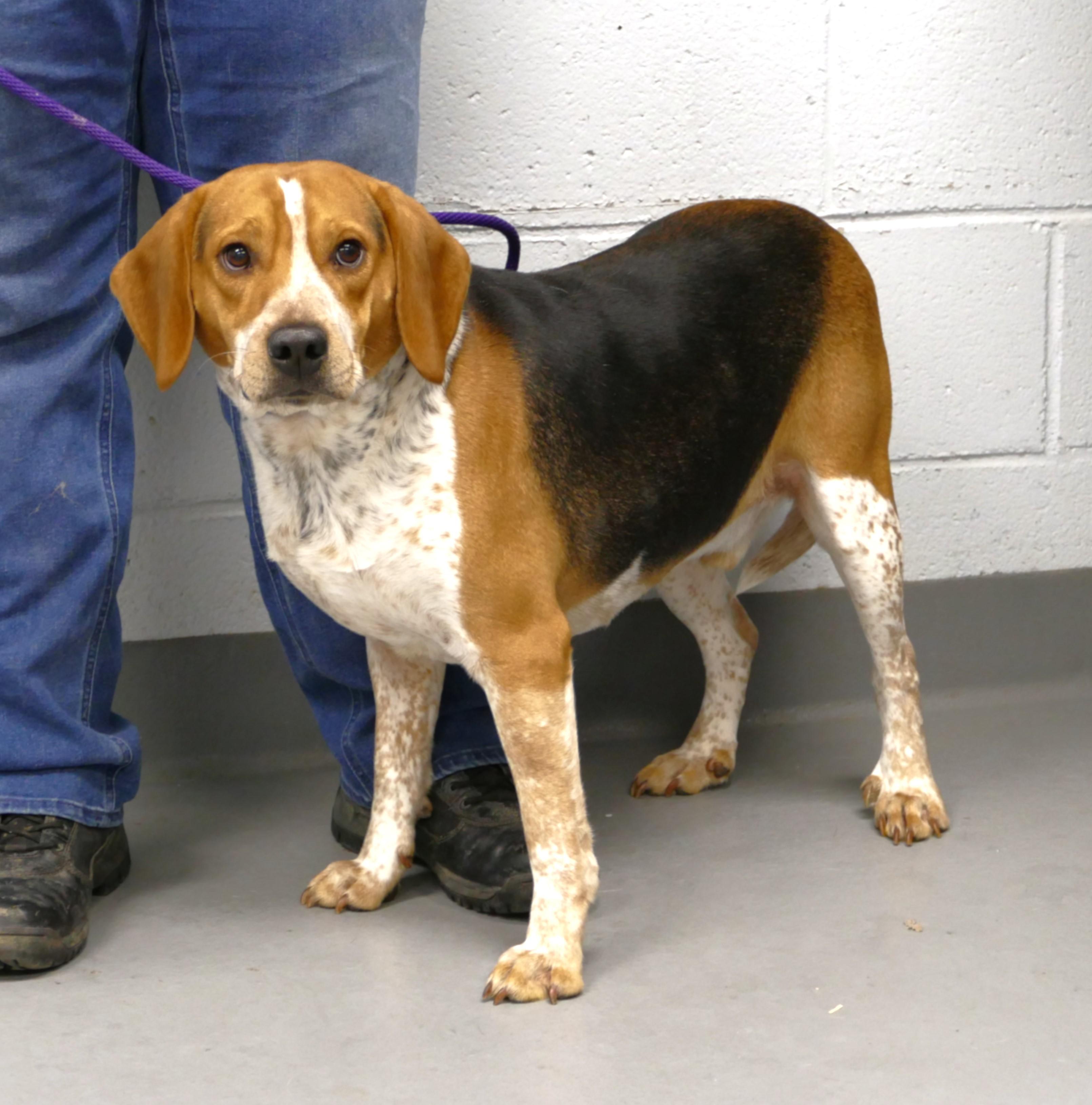 Enlarge TORIN, a ADOPTABLE Beagle in Beechbottom, WV image 4/6