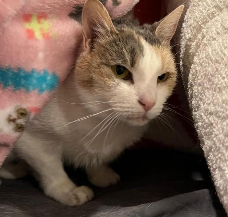 SnowCone, Adoptable, Senior Female Dilute Calico.