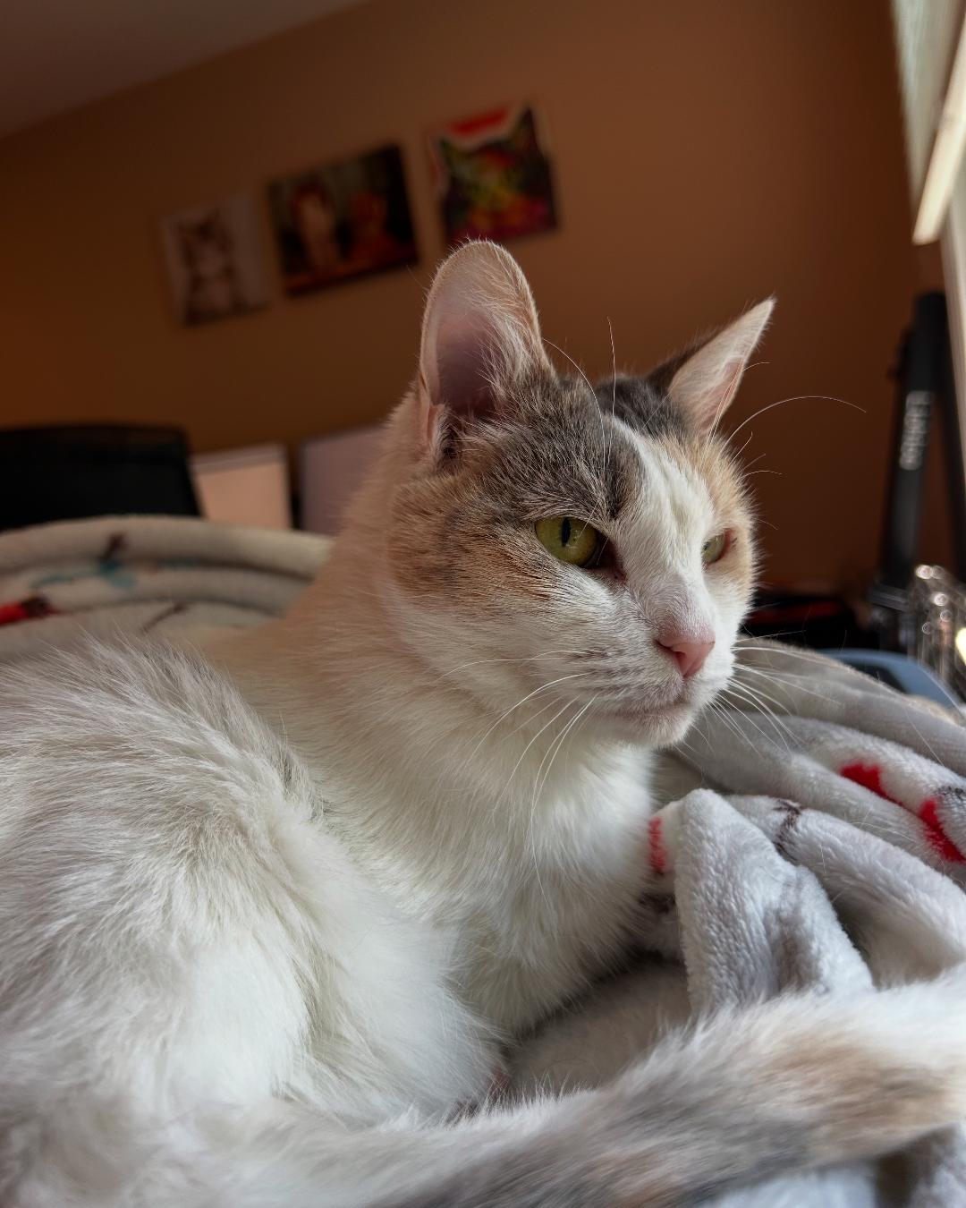 SnowCone, Adoptable, Senior Female Dilute Calico.