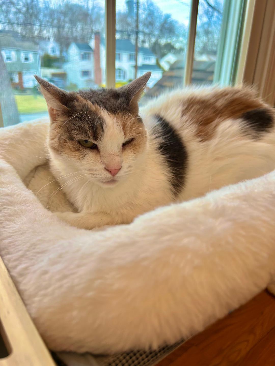 SnowCone, a Adoptable Dilute Calico in Wayne, NJ image 1/4