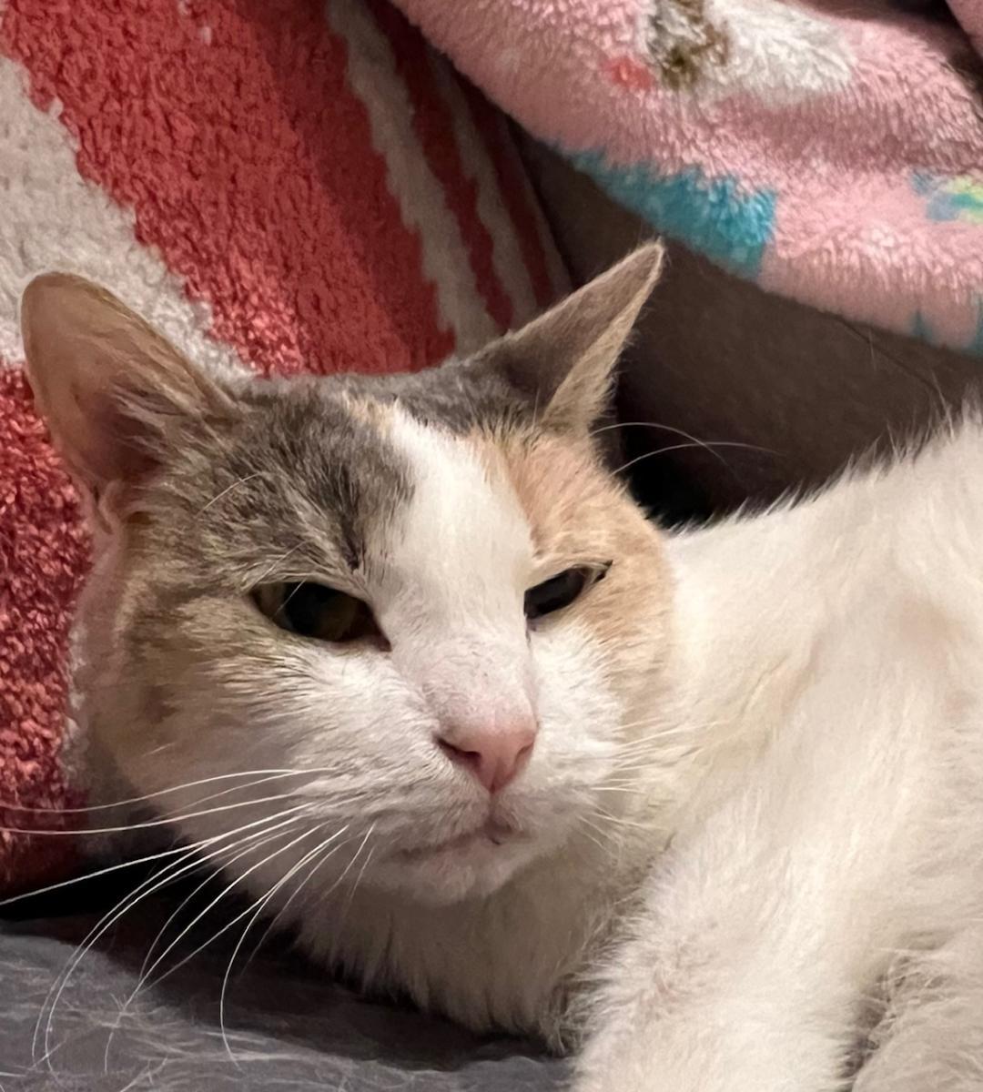 SnowCone, a Adoptable Dilute Calico in Wayne, NJ image 3/3