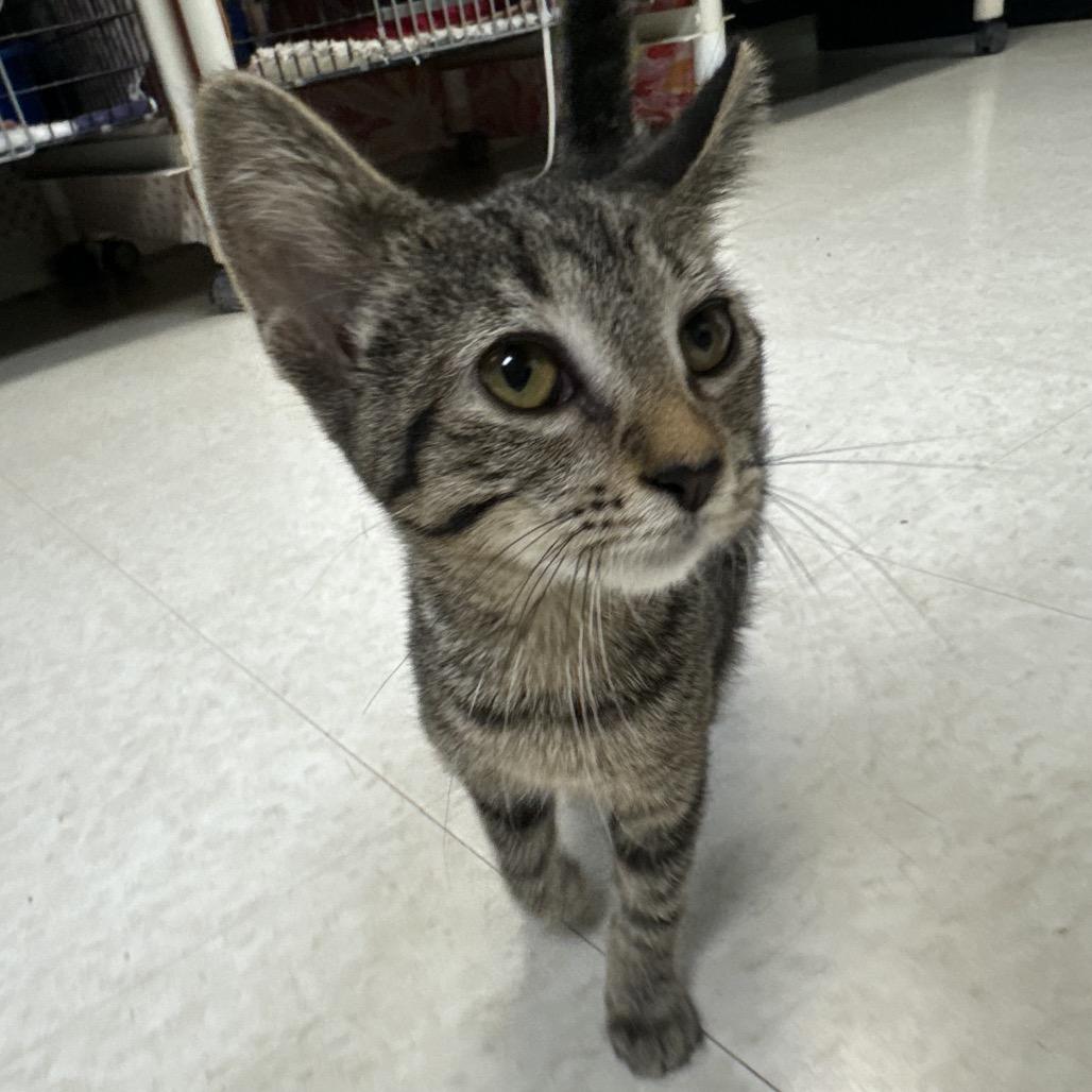 Dipper, Adoptable, Young Female Domestic Short Hair.