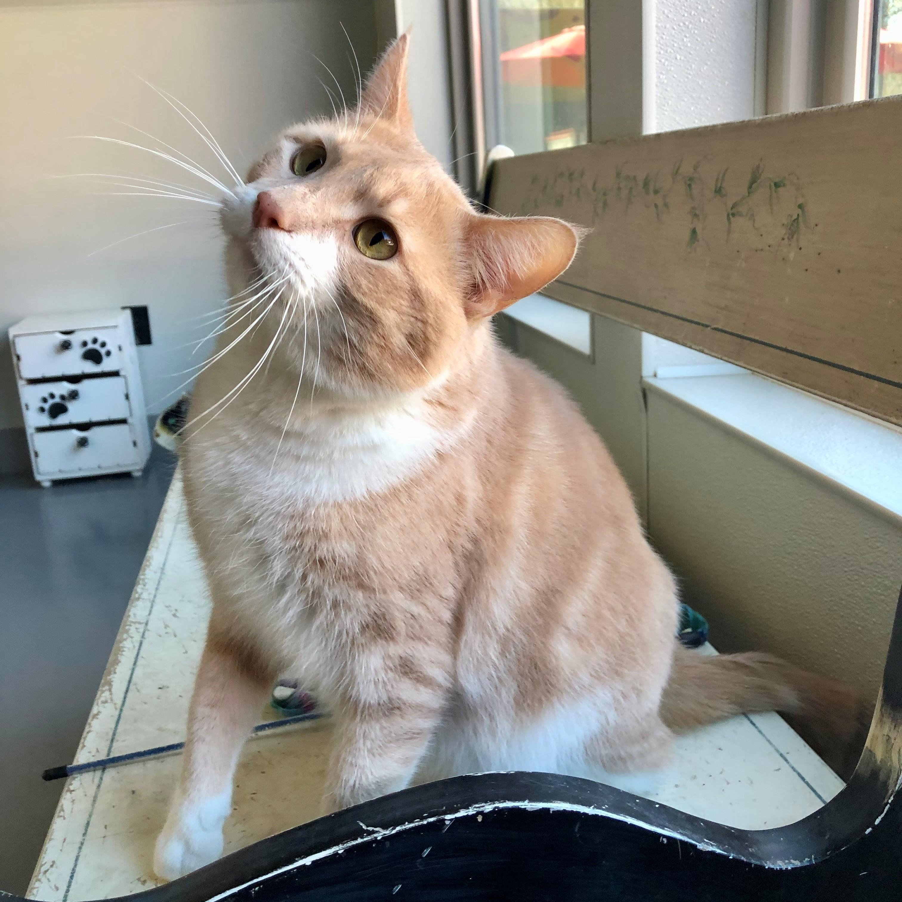 Freddy, a Adoptable Domestic Short Hair in Lodi, CA image 2/6