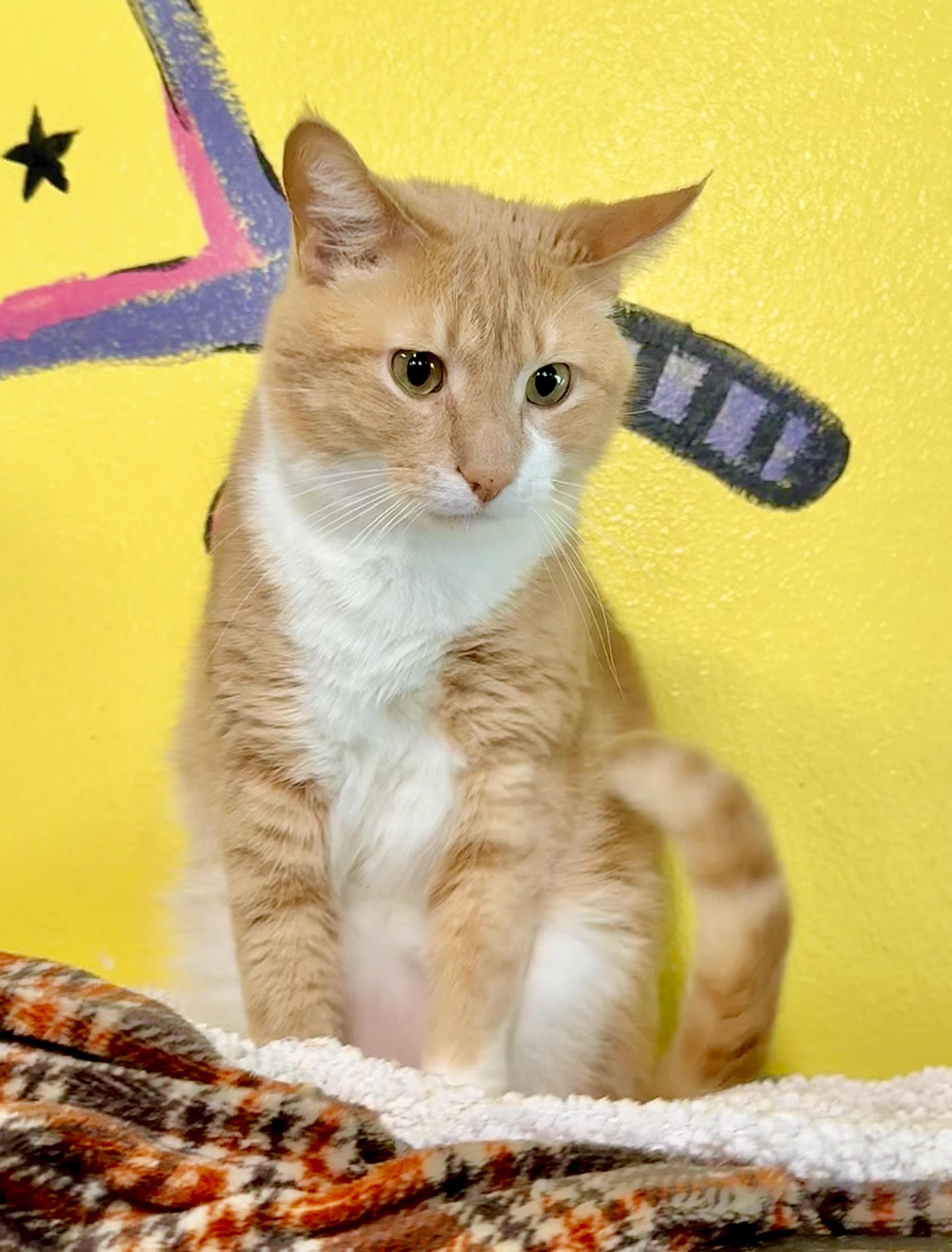 Freddy, a Adoptable Domestic Short Hair in Lodi, CA image 6/6