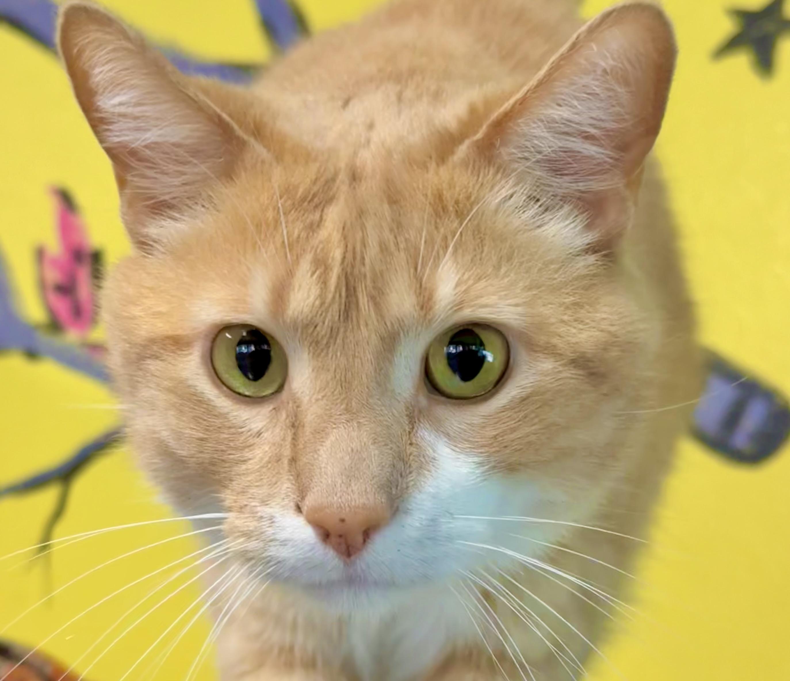 Freddy, a Adoptable Domestic Short Hair in Lodi, CA image 5/6