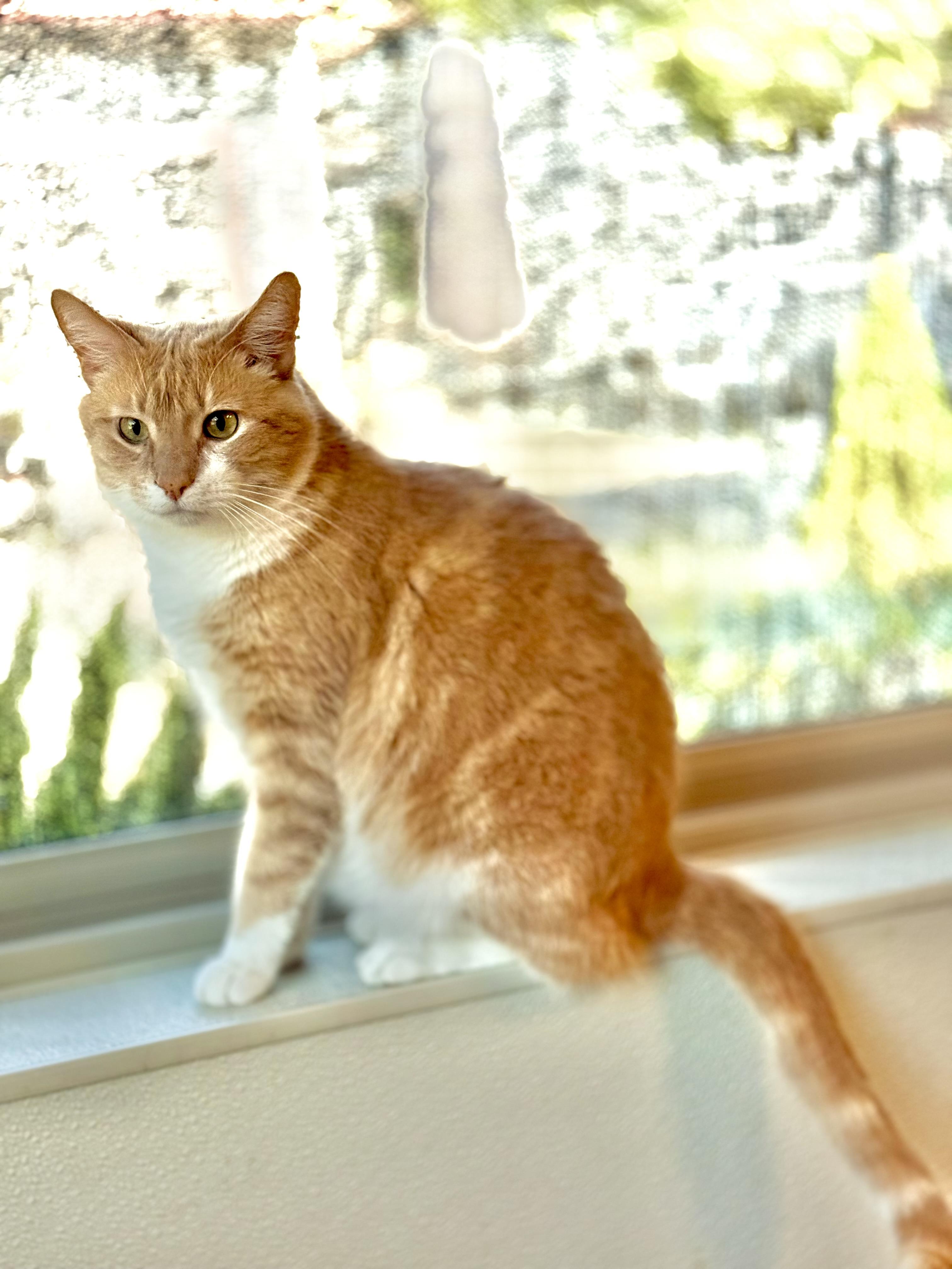 Freddy, Adoptable, Young Male Domestic Short Hair.