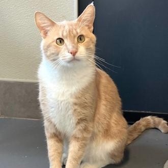 Freddy, a Adoptable Domestic Short Hair in Lodi, CA image 4/6