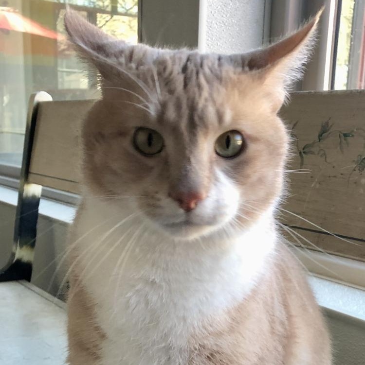 Freddy, a Adoptable Domestic Short Hair in Lodi, CA image 3/6