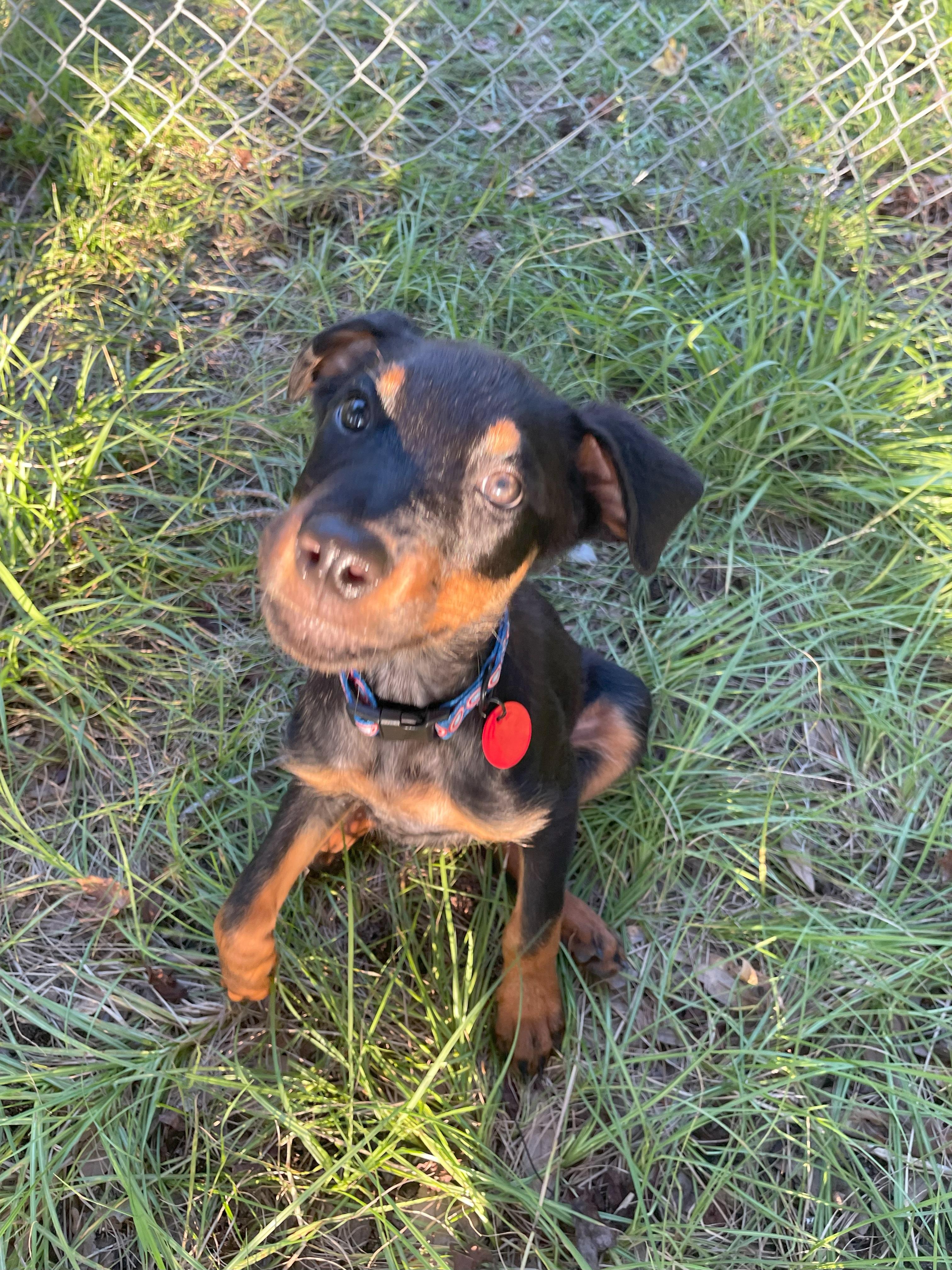 Fitch, a Adopted mixed breed in Arlington, TX image 1/5