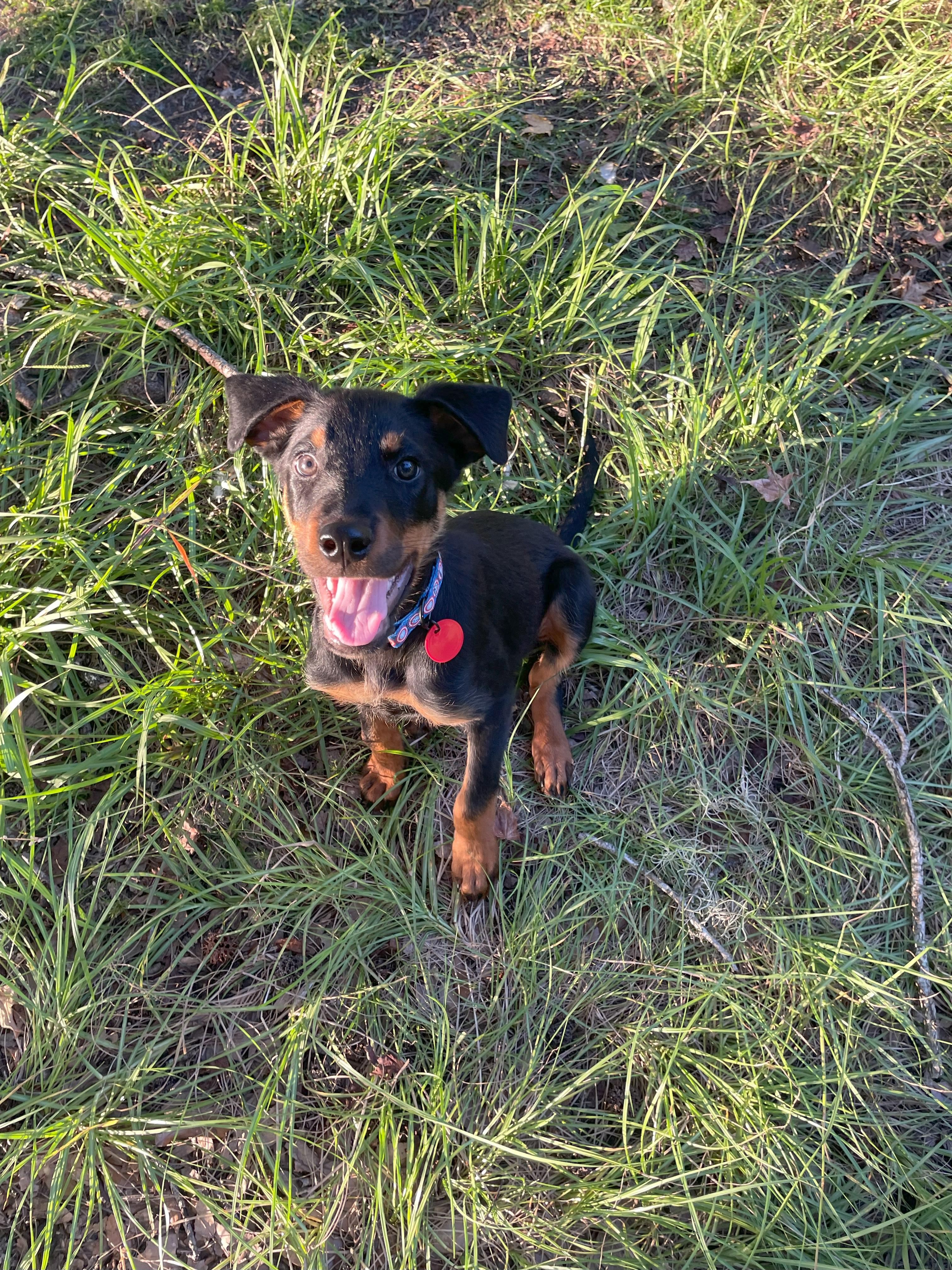 Fitch, a Adopted mixed breed in Arlington, TX image 2/5