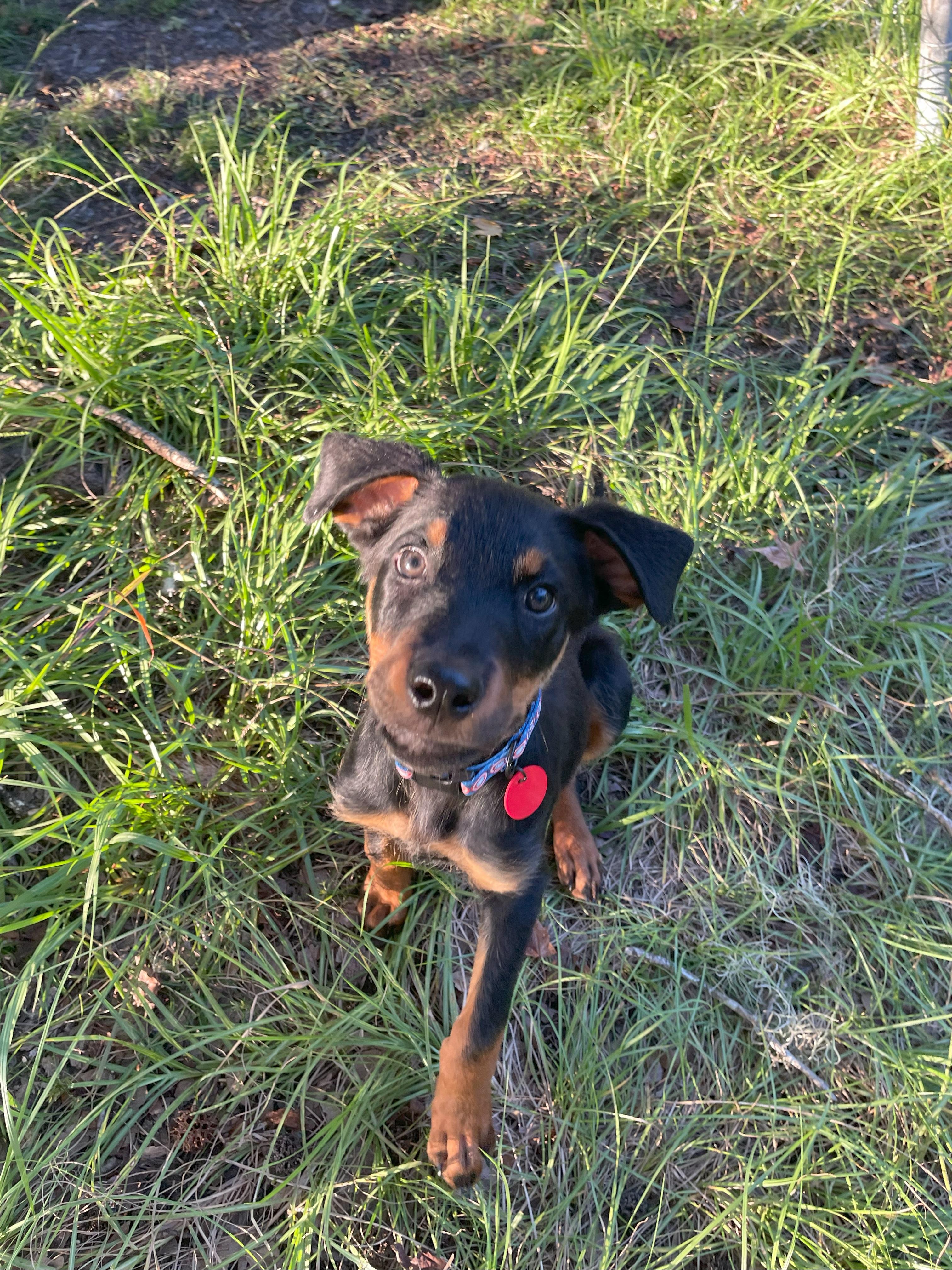 Fitch, a Adopted mixed breed in Arlington, TX image 3/5