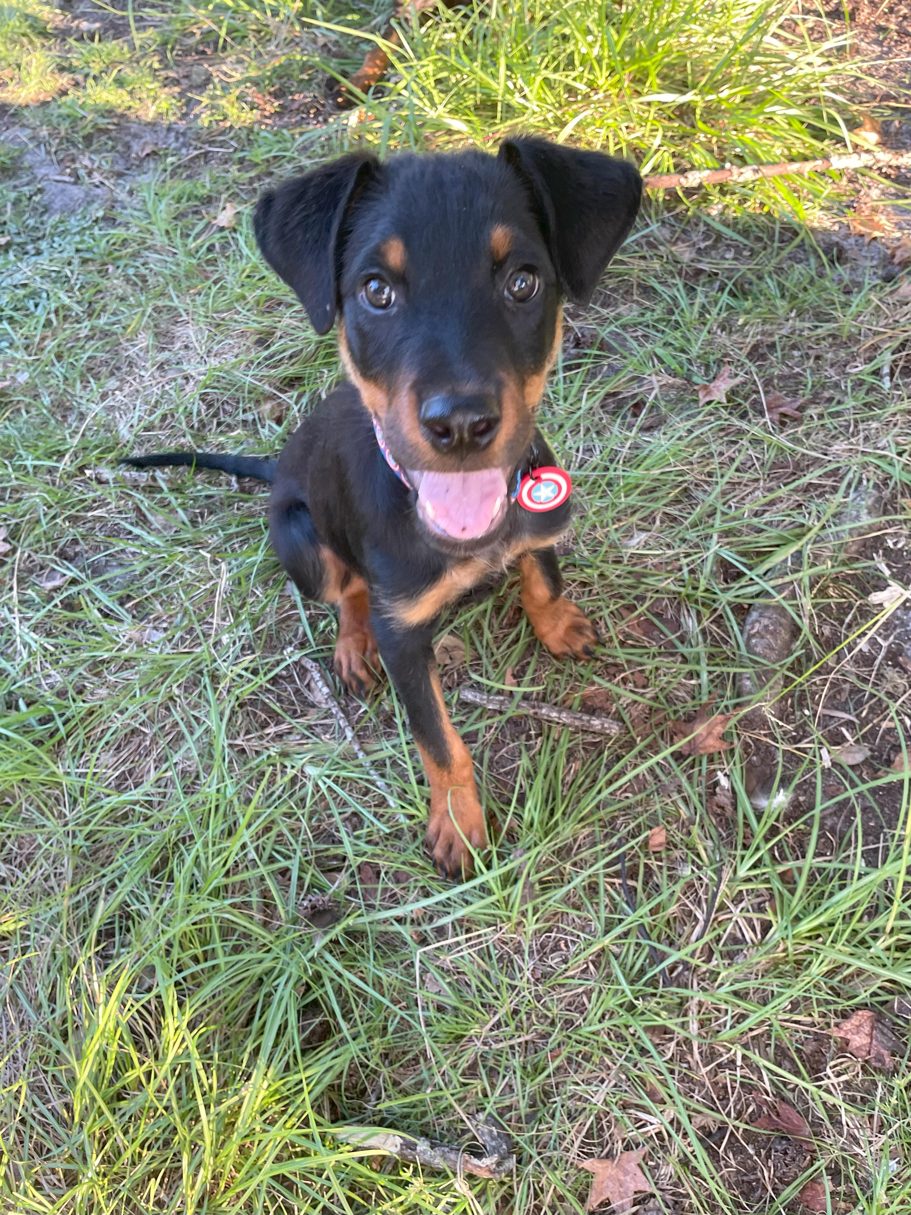 Fitch, a Adopted mixed breed in Arlington, TX image 4/5