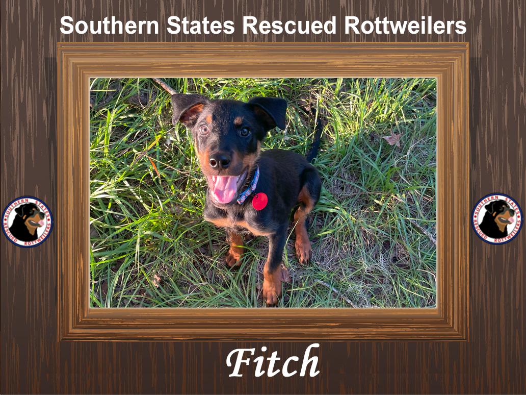 Fitch, a Adopted mixed breed in Arlington, TX image 5/5