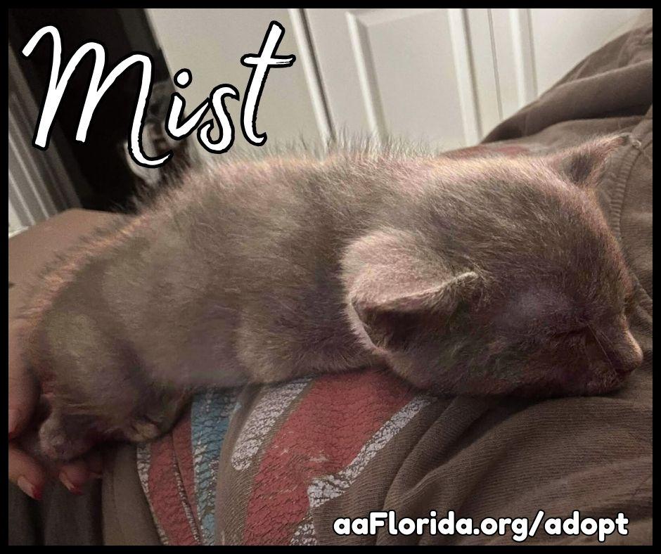 Mist, Adopted, Young Female Domestic Short Hair.