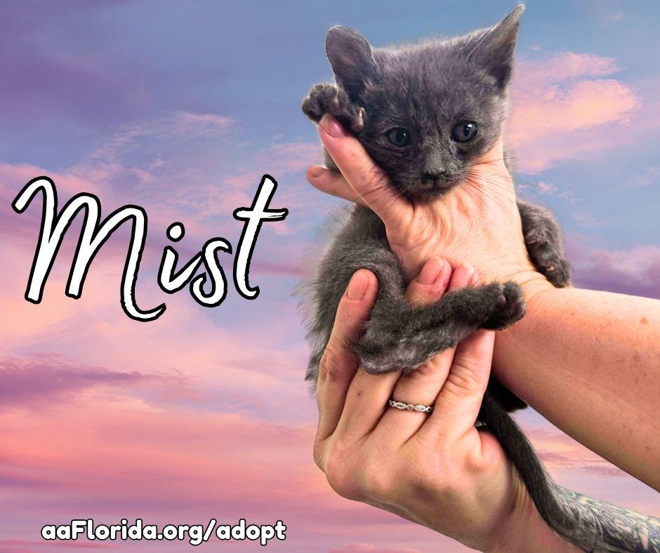Enlarge Mist, a Adopted Domestic Short Hair in Pensacola, FL image 2/3
