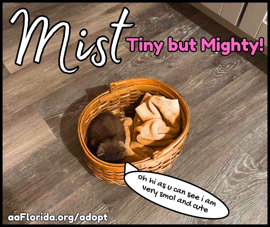 Enlarge Mist, a Adopted Domestic Short Hair in Pensacola, FL image 3/3