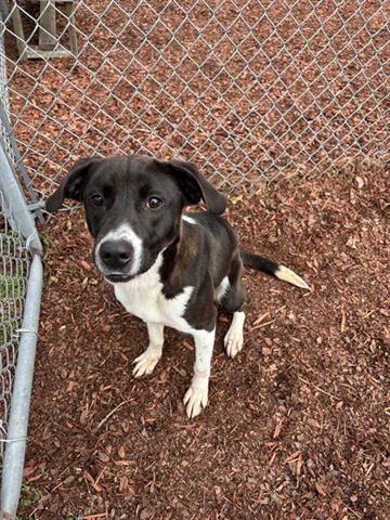 Enlarge ALANA, a Adoptable mixed breed in Panama City, FL image 1/1