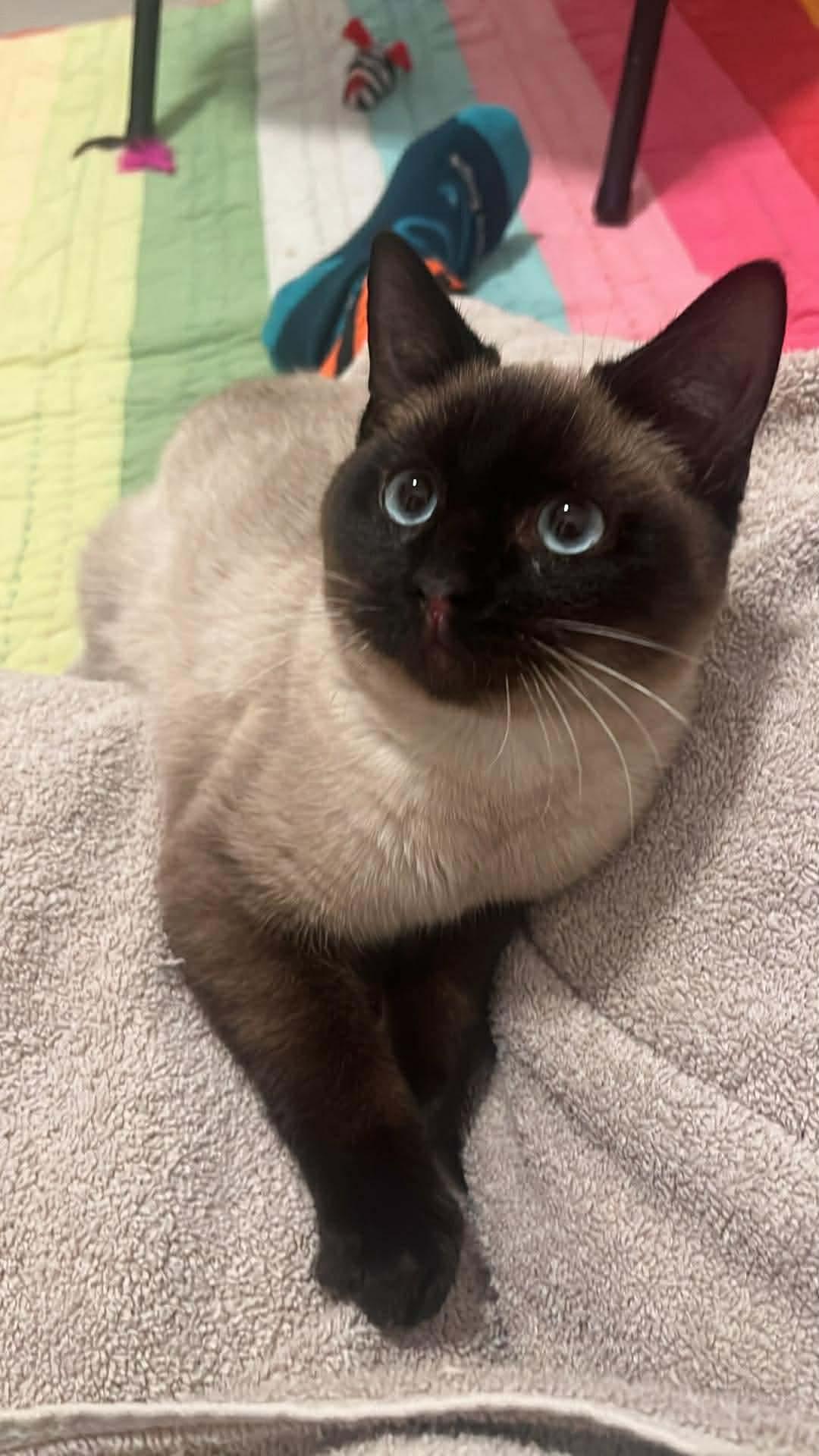 Louie, an adopted mixed breed in Baltimore, MD image 5/6