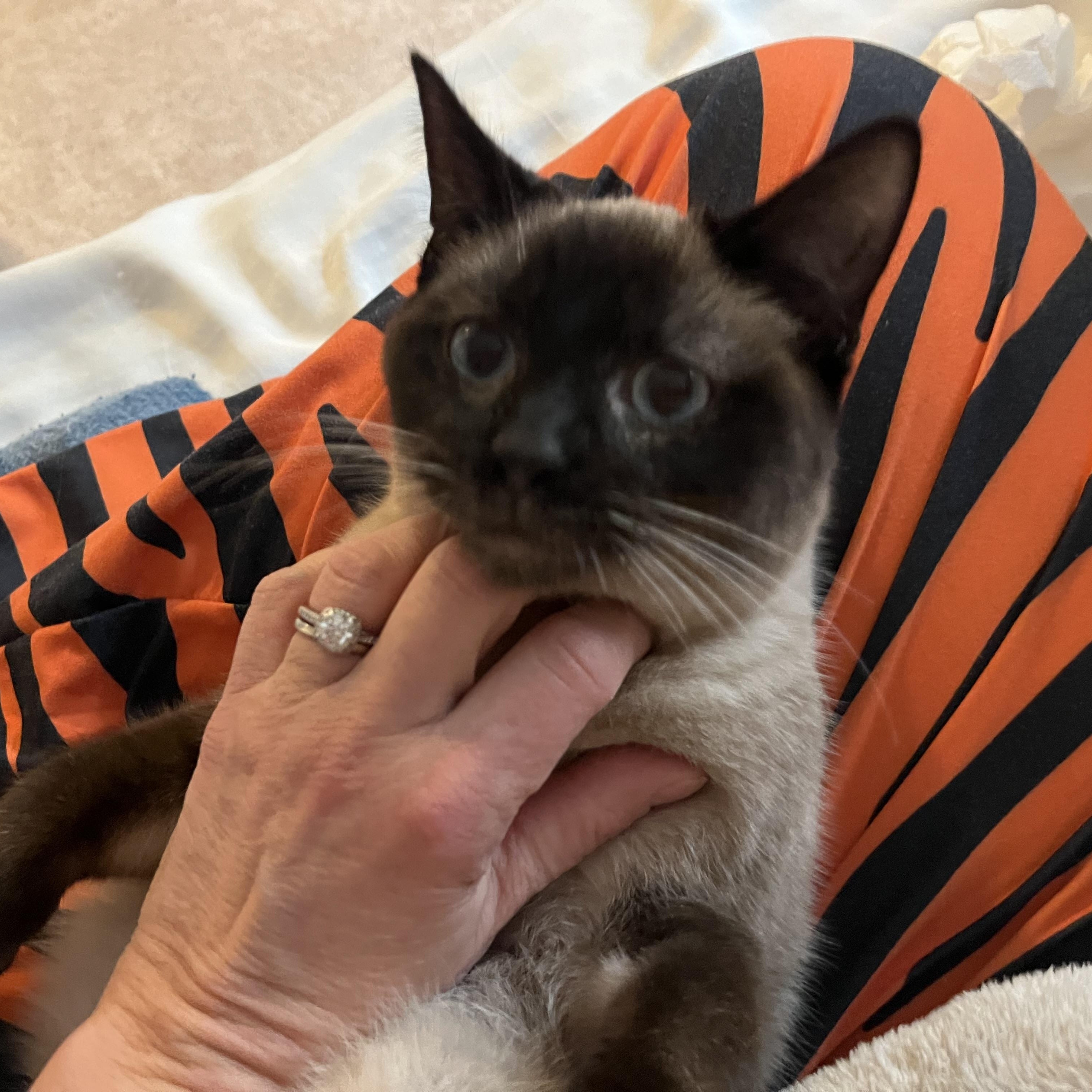 Louie, an adopted mixed breed in Baltimore, MD image 4/6