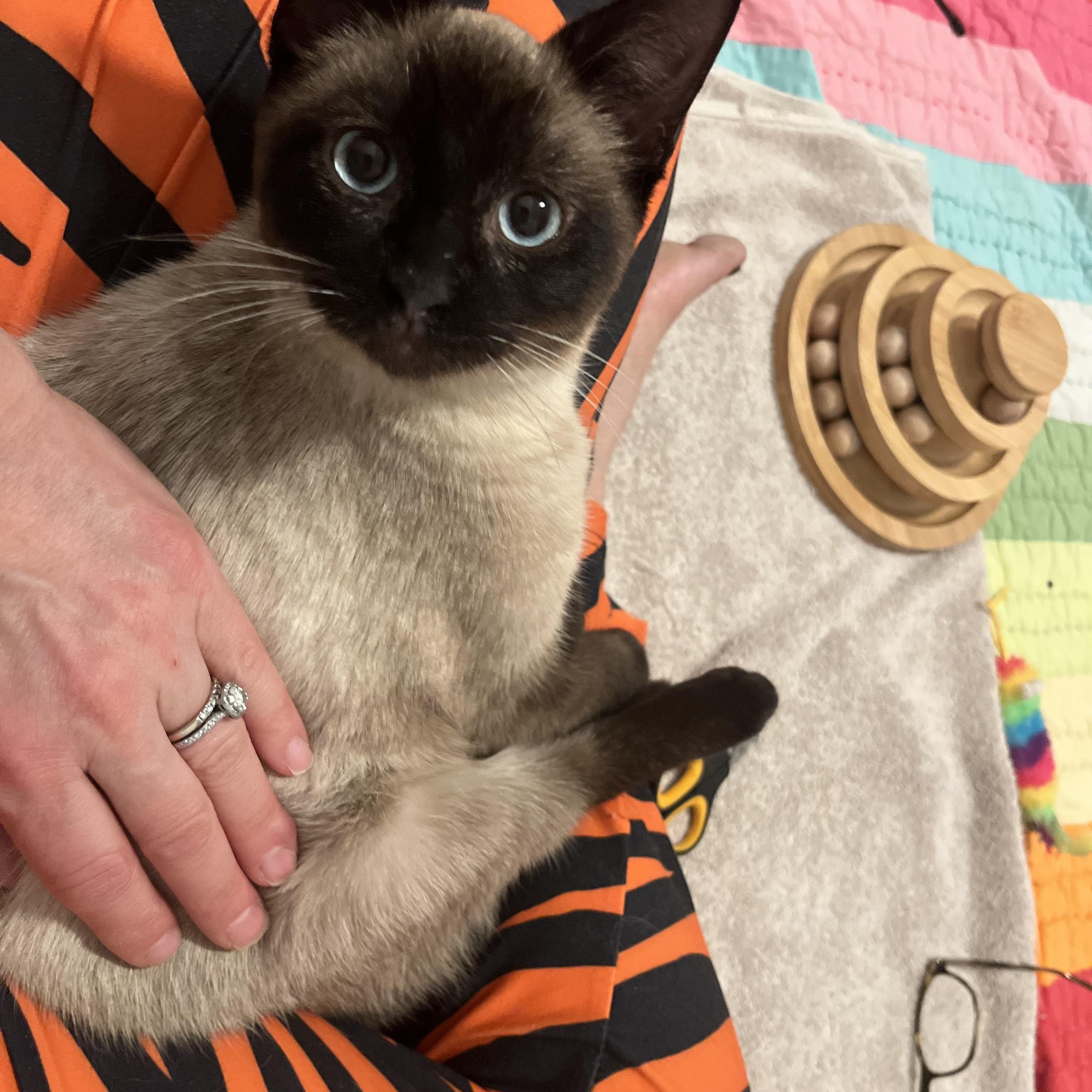 Louie, adopted, Young Male Siamese.