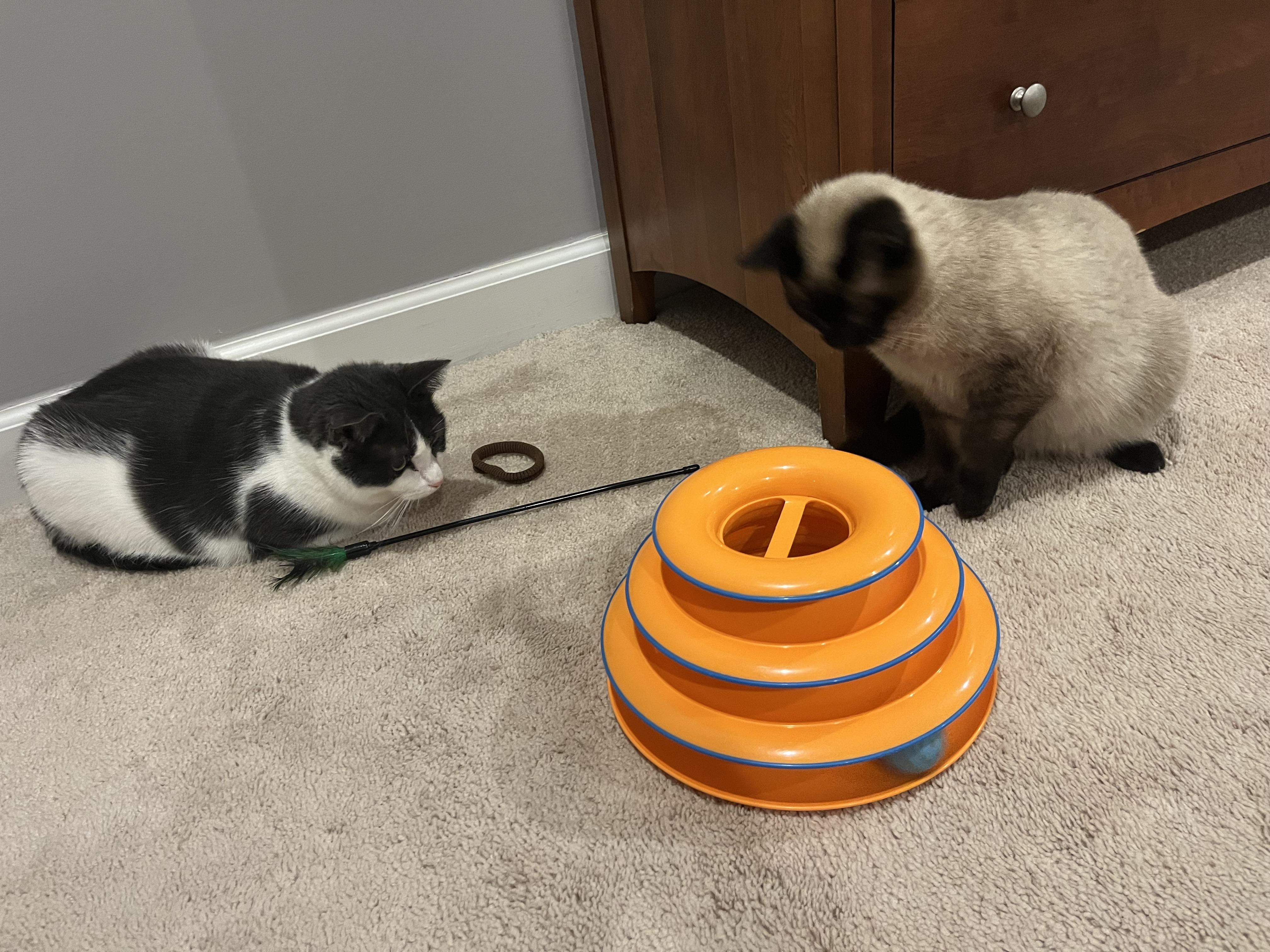 Louie, an adopted mixed breed in Baltimore, MD image 3/6