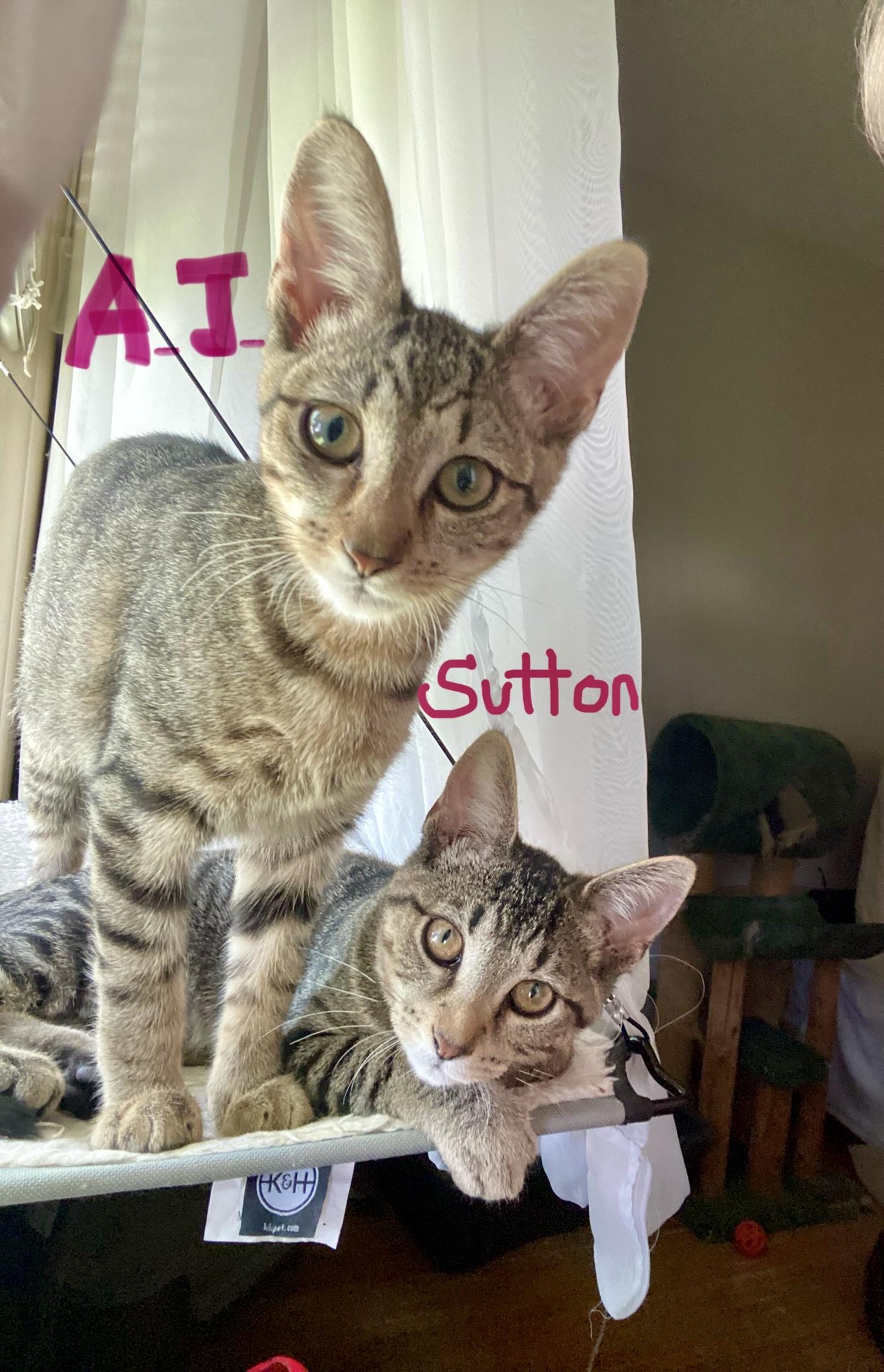 Sutton