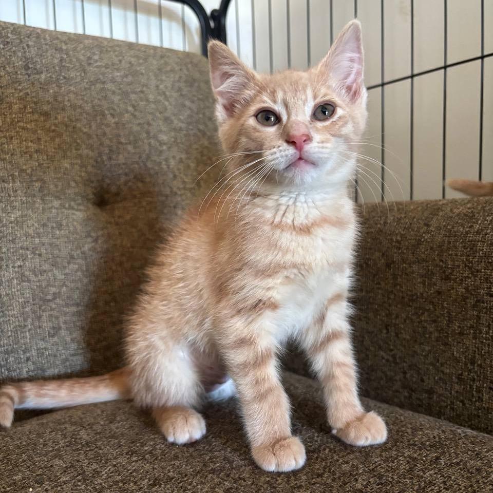 Mango, Adoptable, Kitten Male Domestic Short Hair.