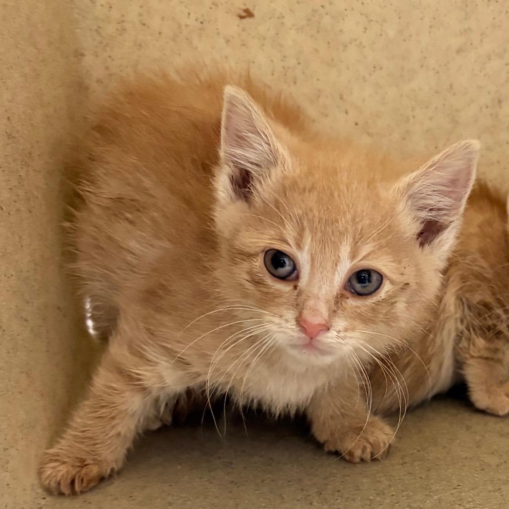 Enlarge Mango, a Adoptable Domestic Short Hair in Medford, NJ image 2/3