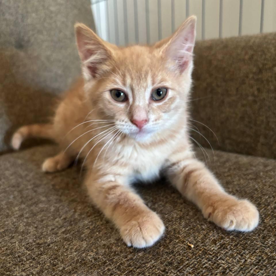 Enlarge Mango, a Adoptable Domestic Short Hair in Medford, NJ image 3/3