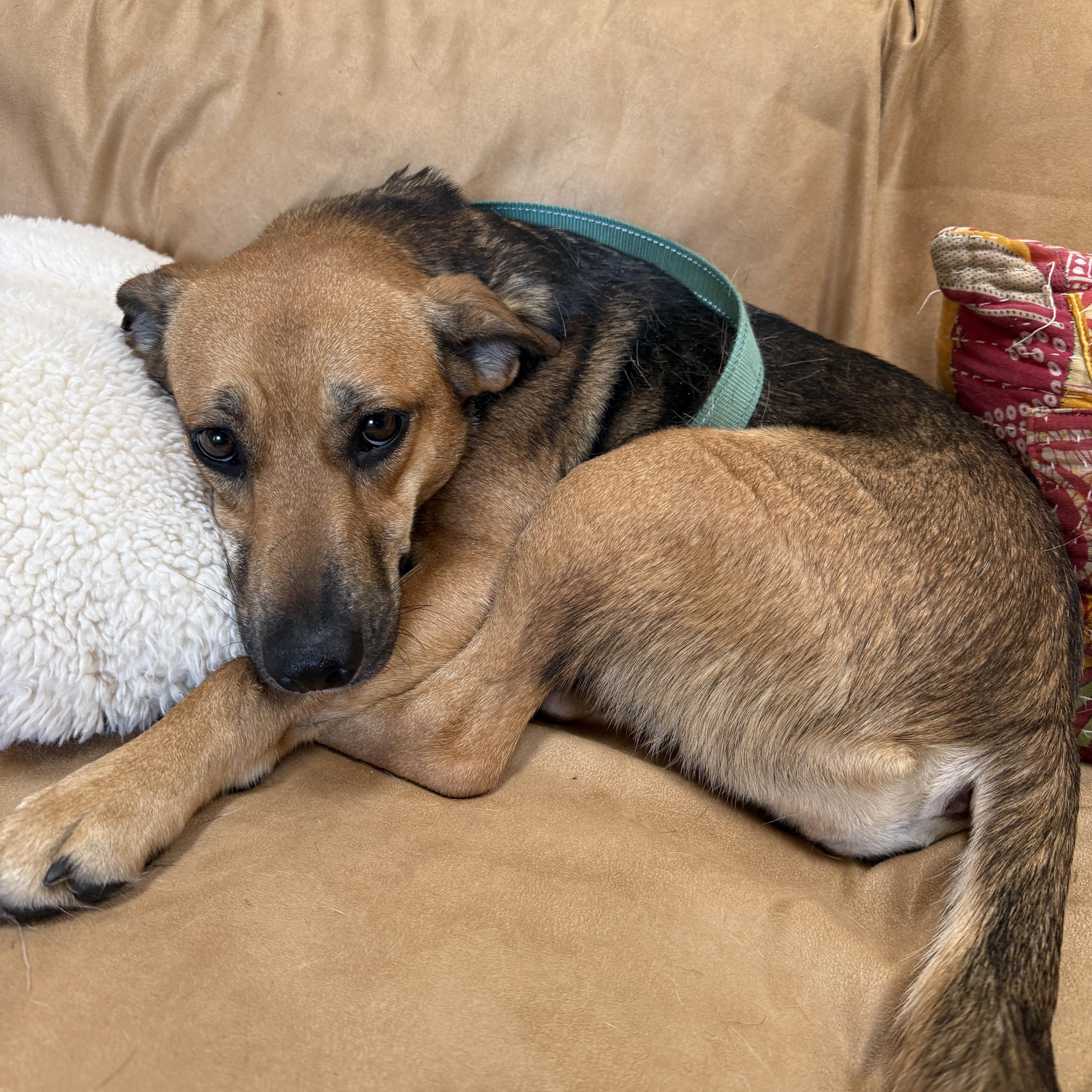 Tessa, an adoptable mixed breed in Washington, PA image 6/6