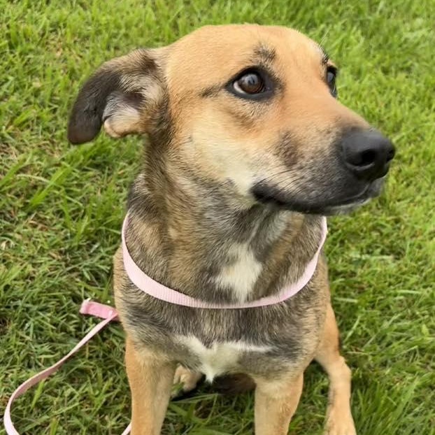Tessa, an adoptable mixed breed in Washington, PA image 5/6
