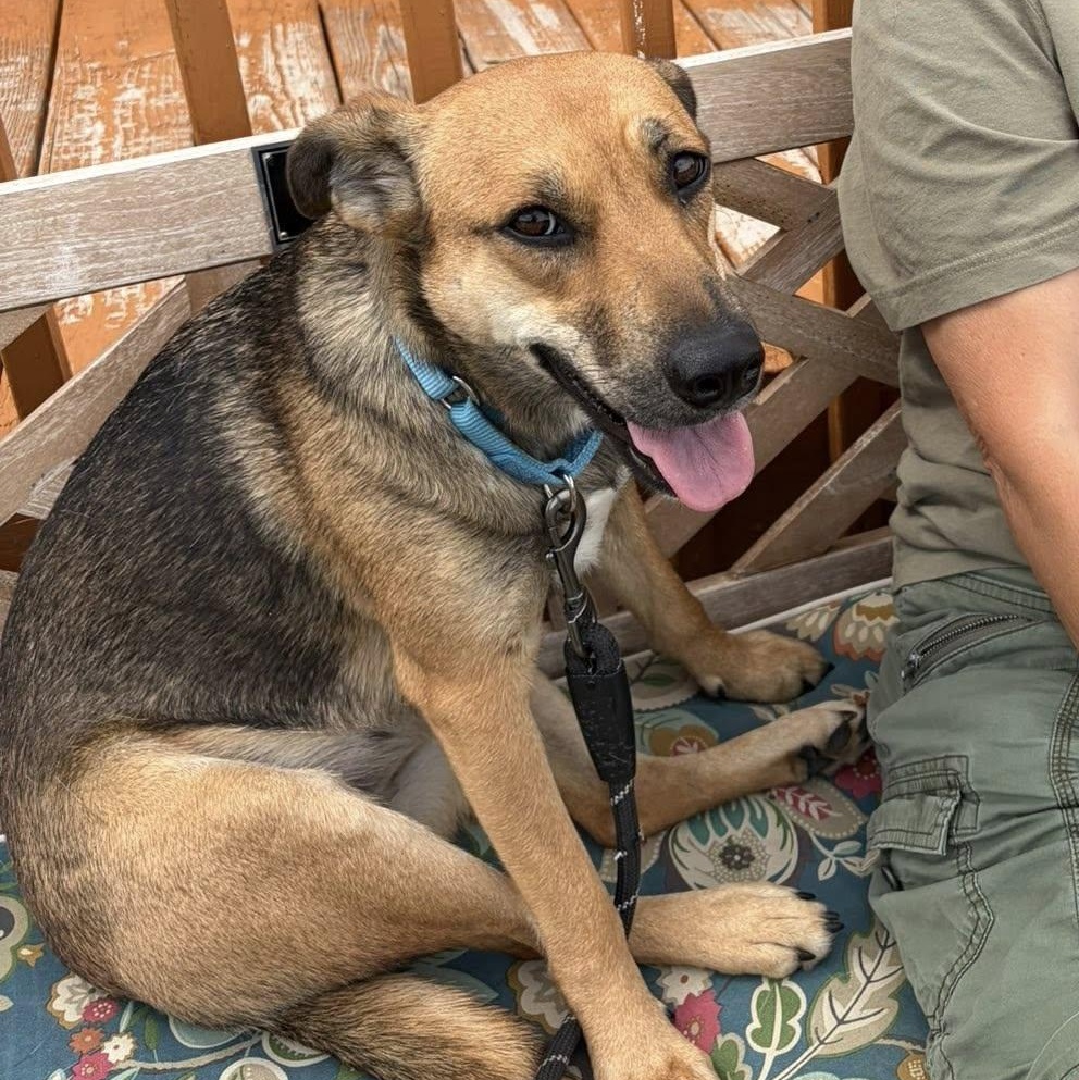 Enlarge Tessa, an adopted mixed breed in Washington, PA image 6/6