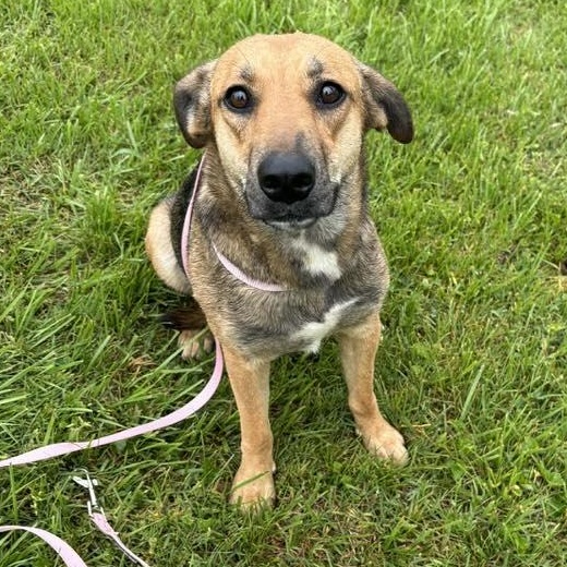 Tessa, an adoptable mixed breed in Washington, PA image 3/6